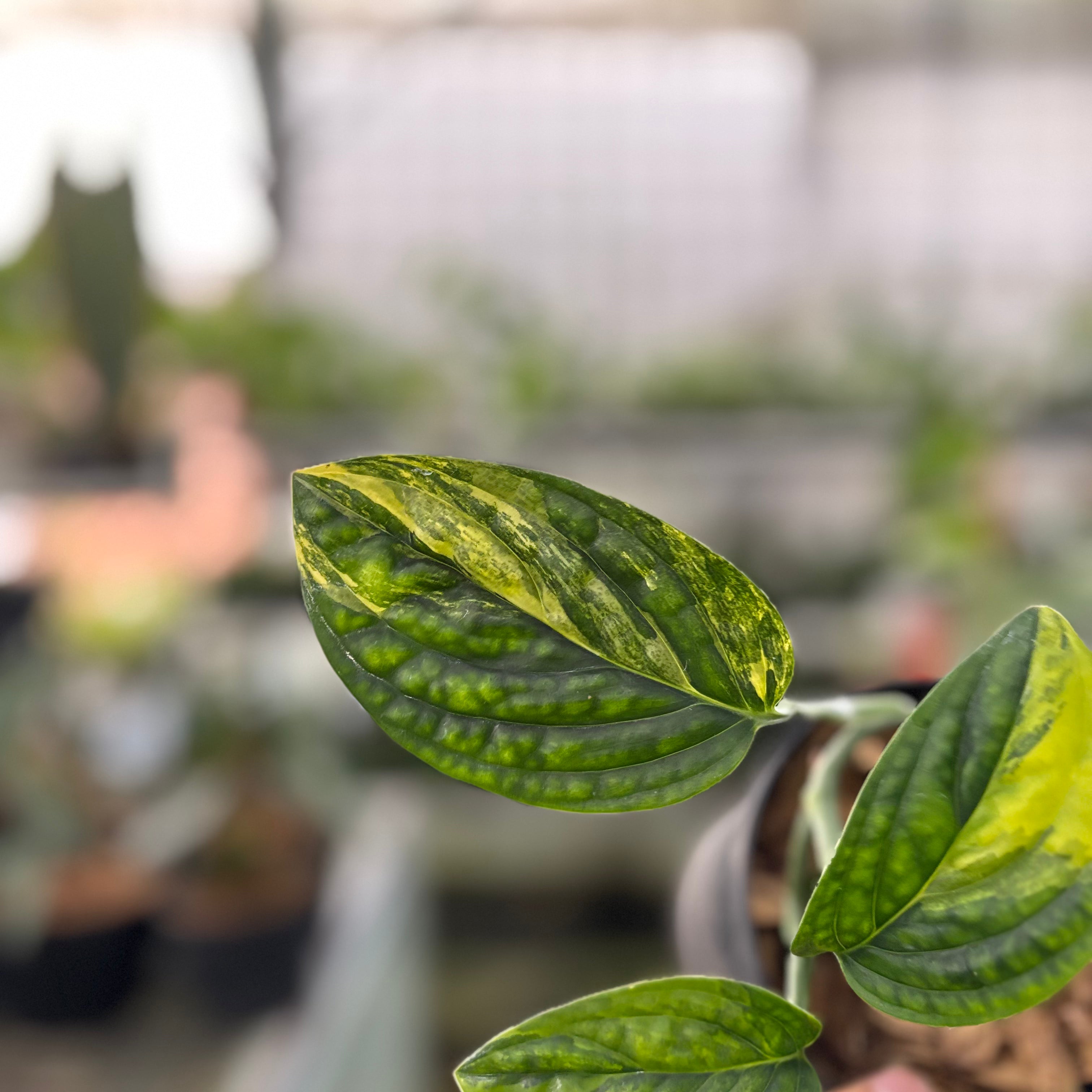 Monstera Karstenianum Variegated (Realpict 20-10)