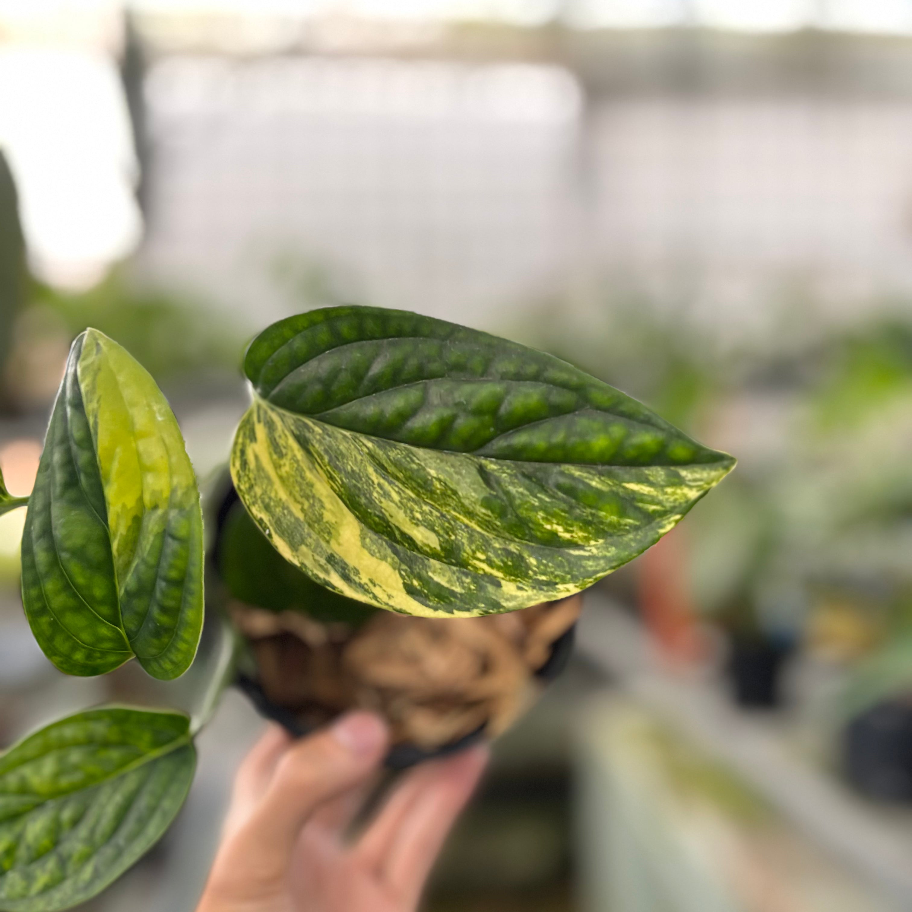 Monstera Karstenianum Variegated (Realpict 20-10)