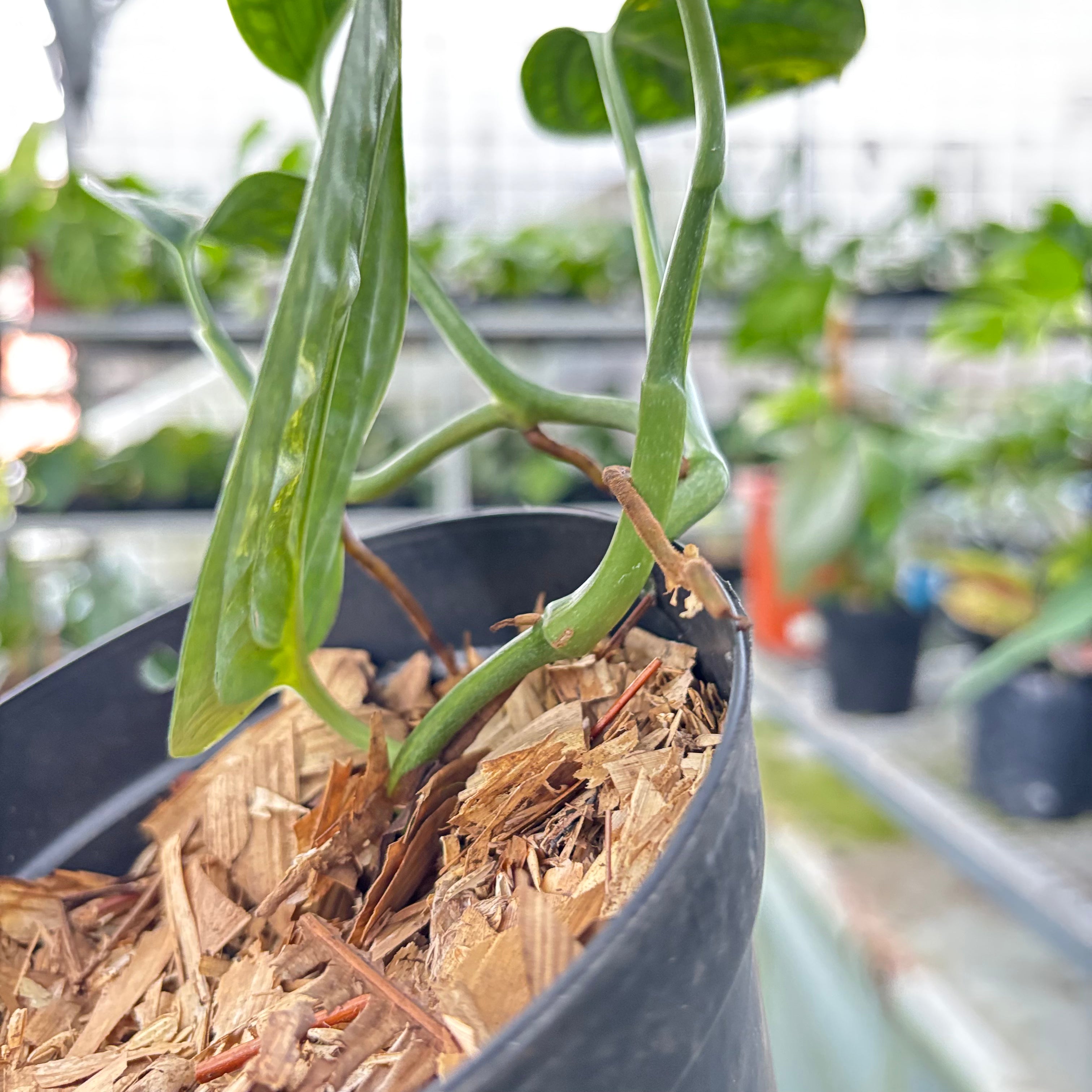 Monstera Karstenianum Variegated (Realpict 20-10)