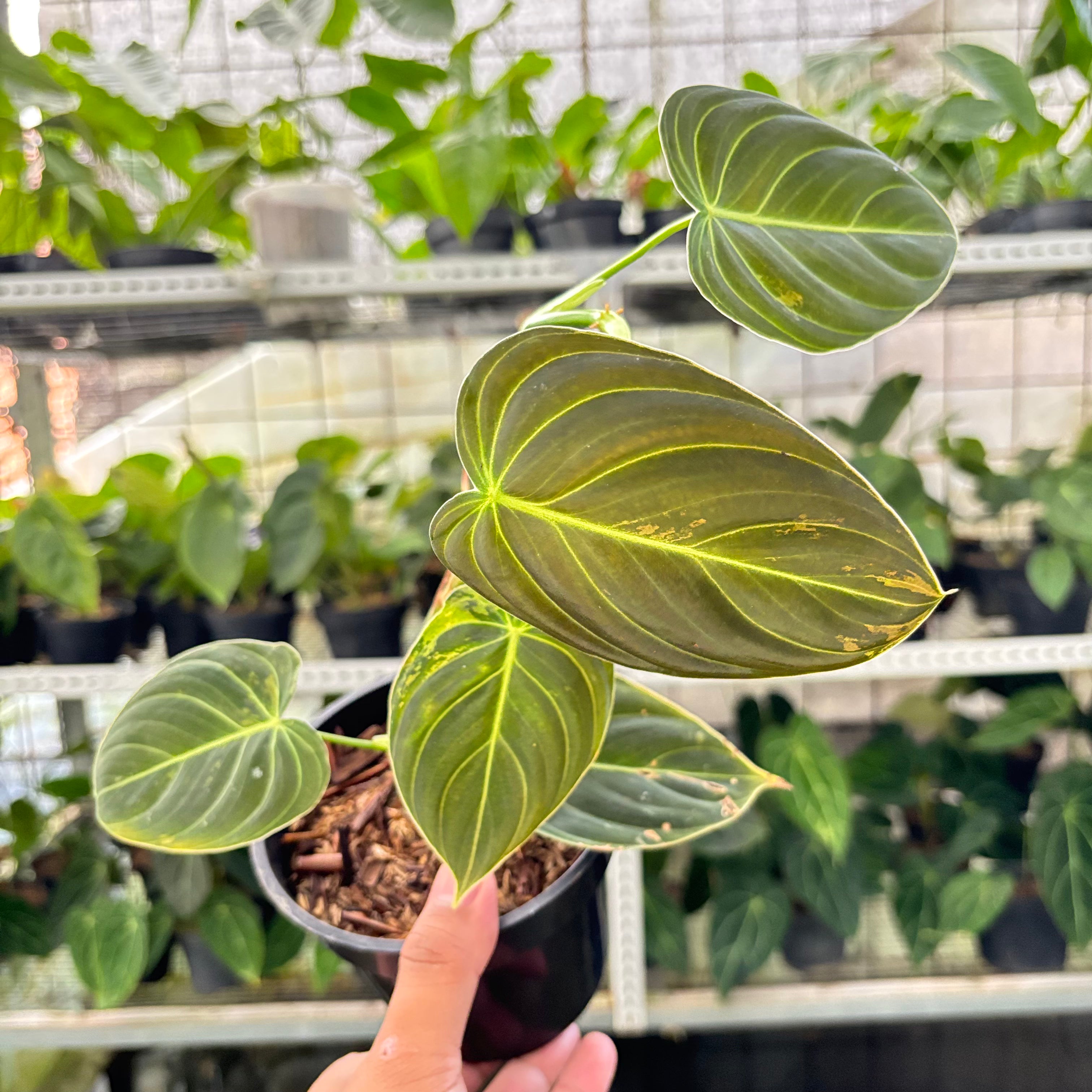 Philodendron Melanochrysum Variegated (Realpict 21-10)