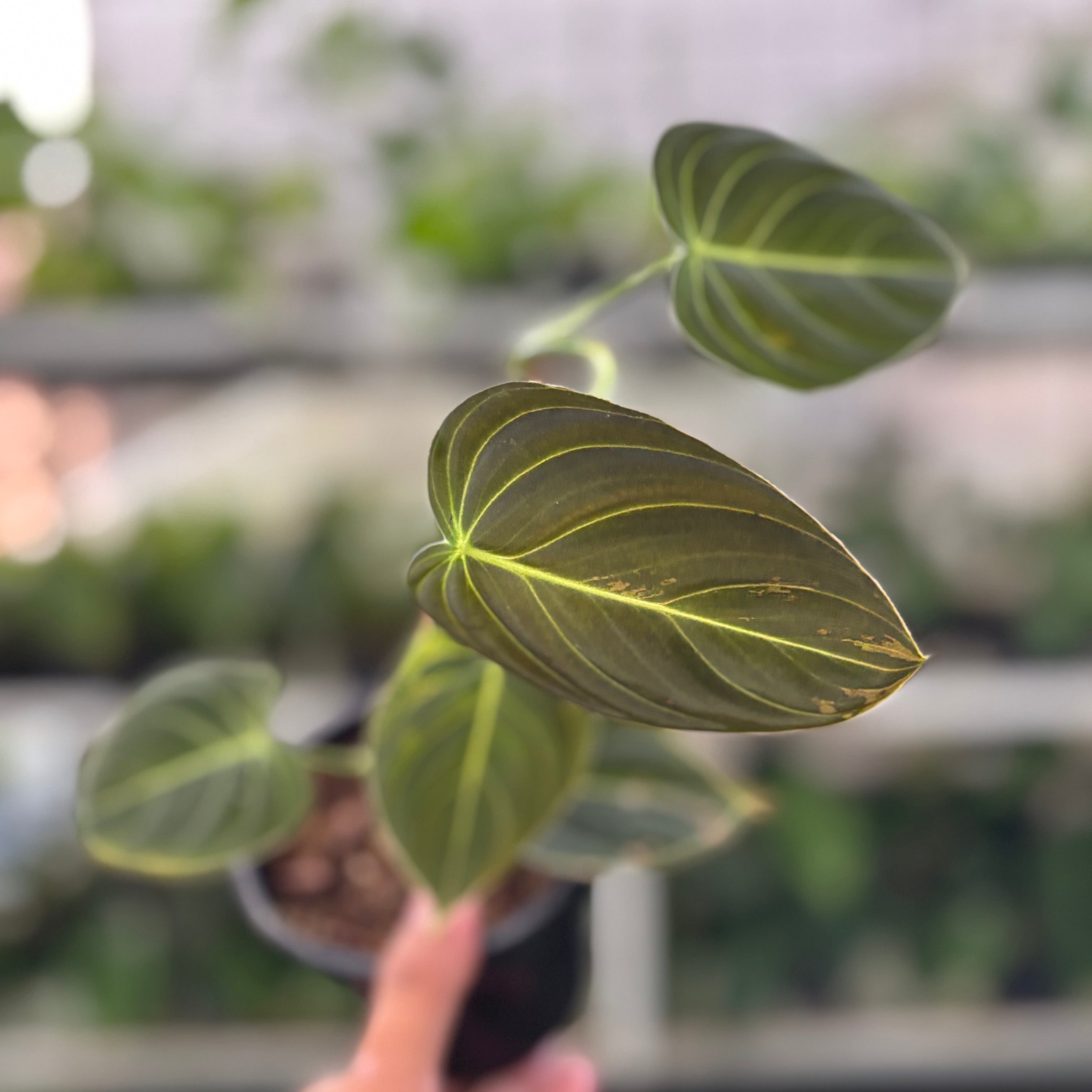 Philodendron Melanochrysum Variegated (Realpict 21-10)