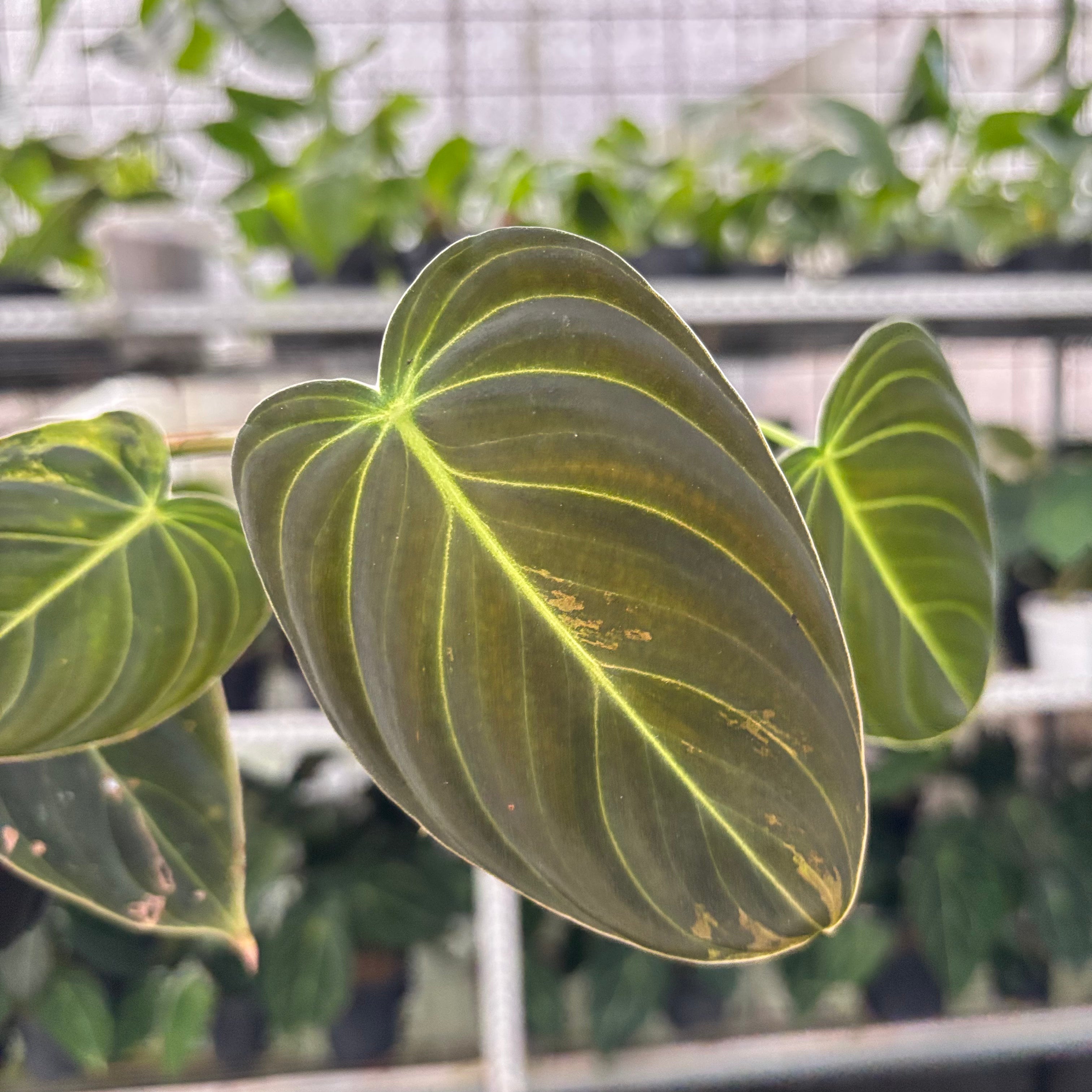 Philodendron Melanochrysum Variegated (Realpict 21-10)