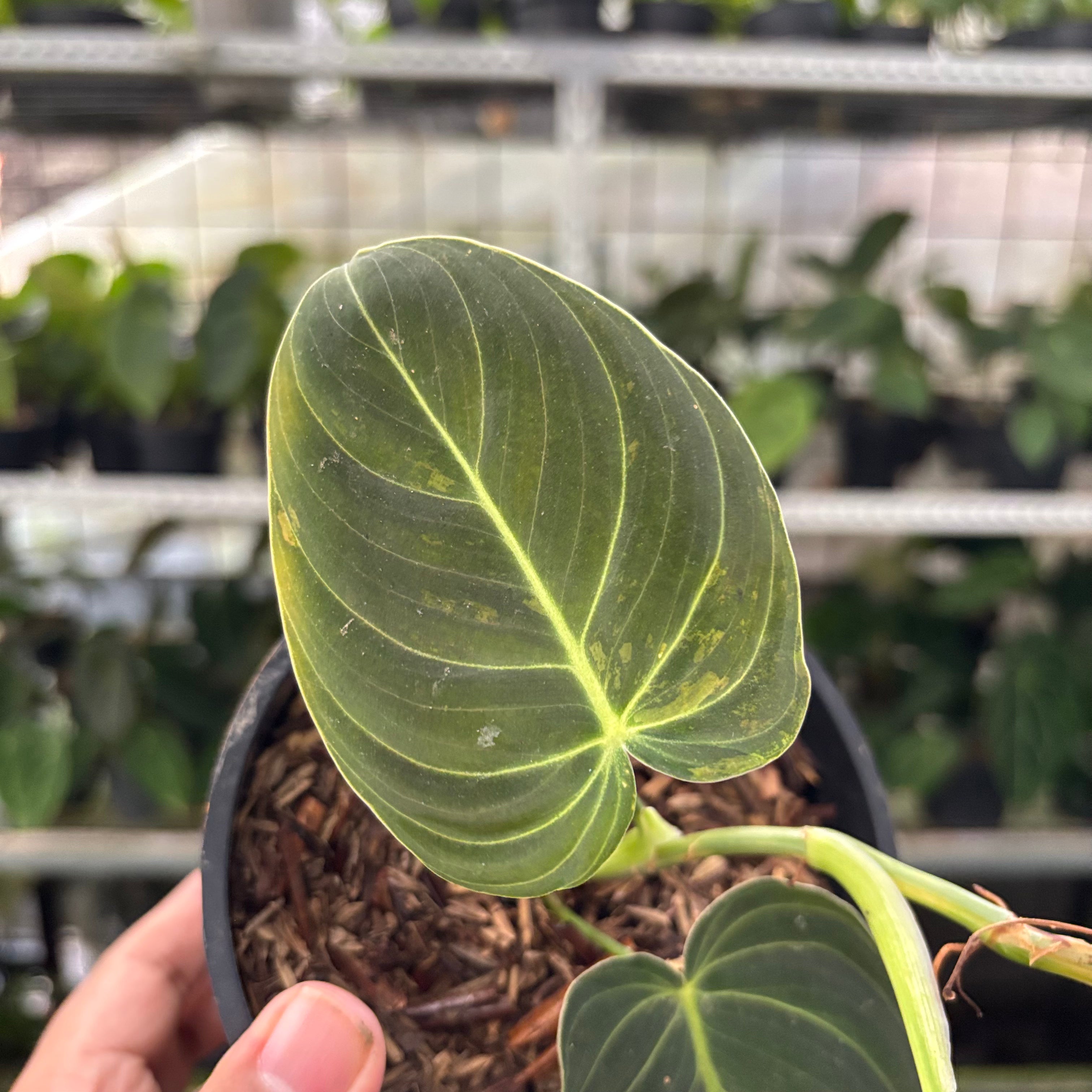 Philodendron Melanochrysum Variegated (Realpict 21-10)