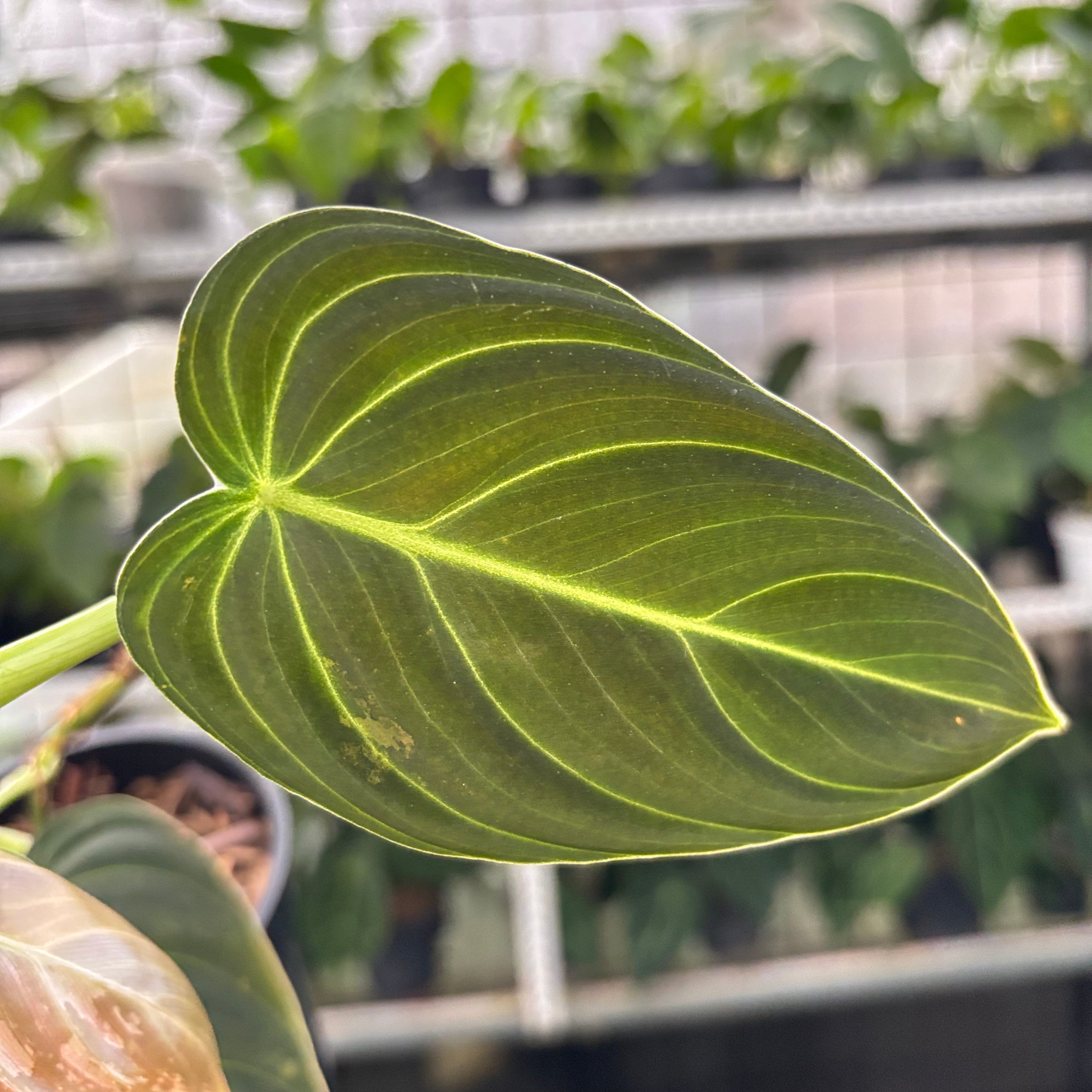 Philodendron Melanochrysum Variegated (Realpict 21-10)