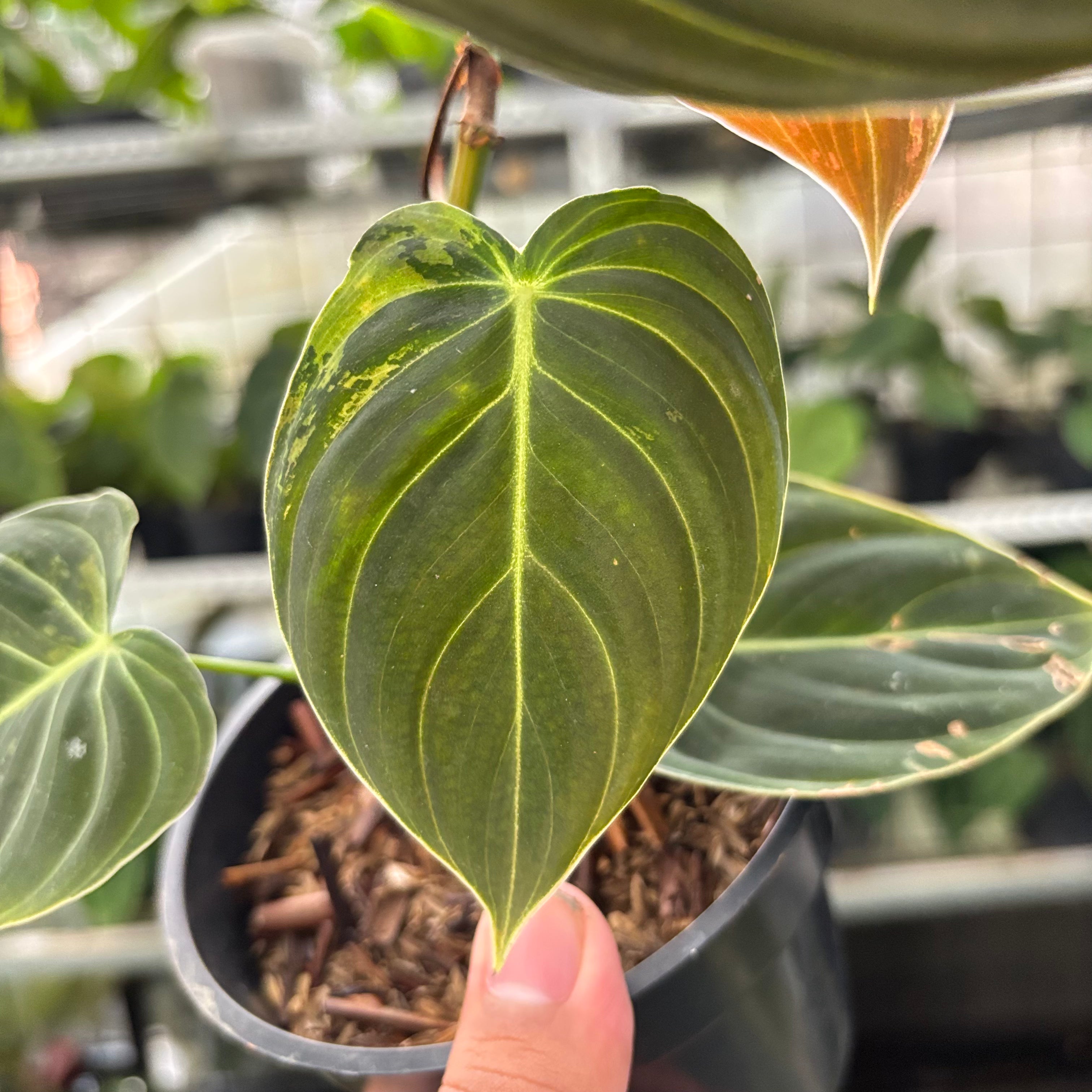 Philodendron Melanochrysum Variegated (Realpict 21-10)