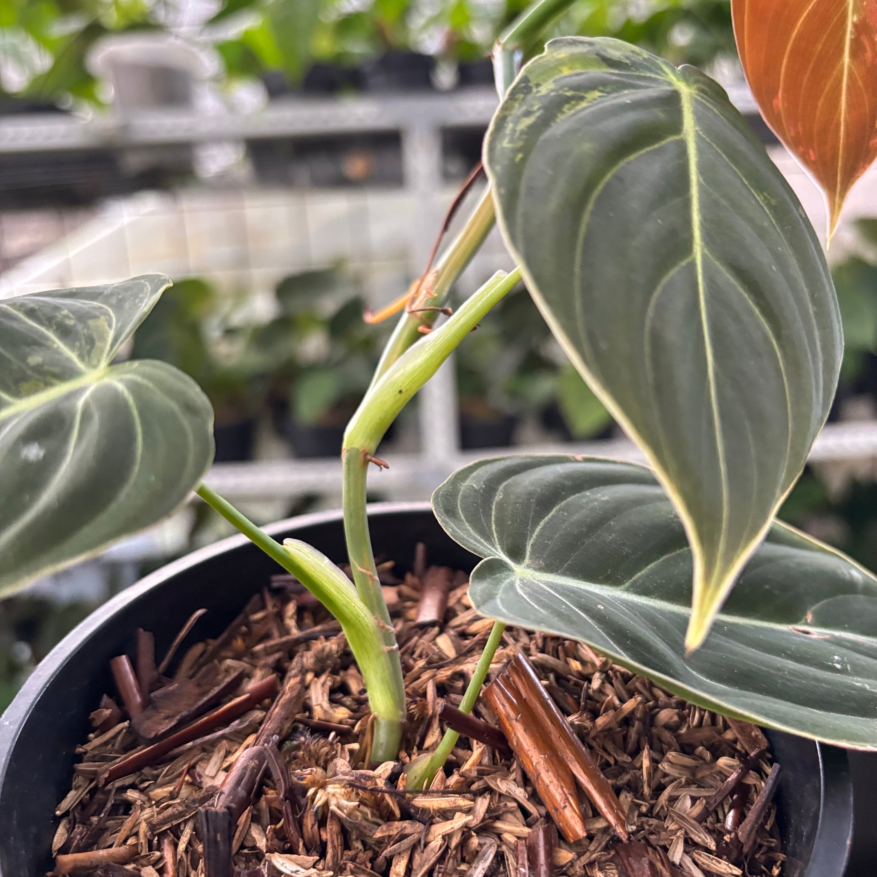 Philodendron Melanochrysum Variegated (Realpict 21-10)