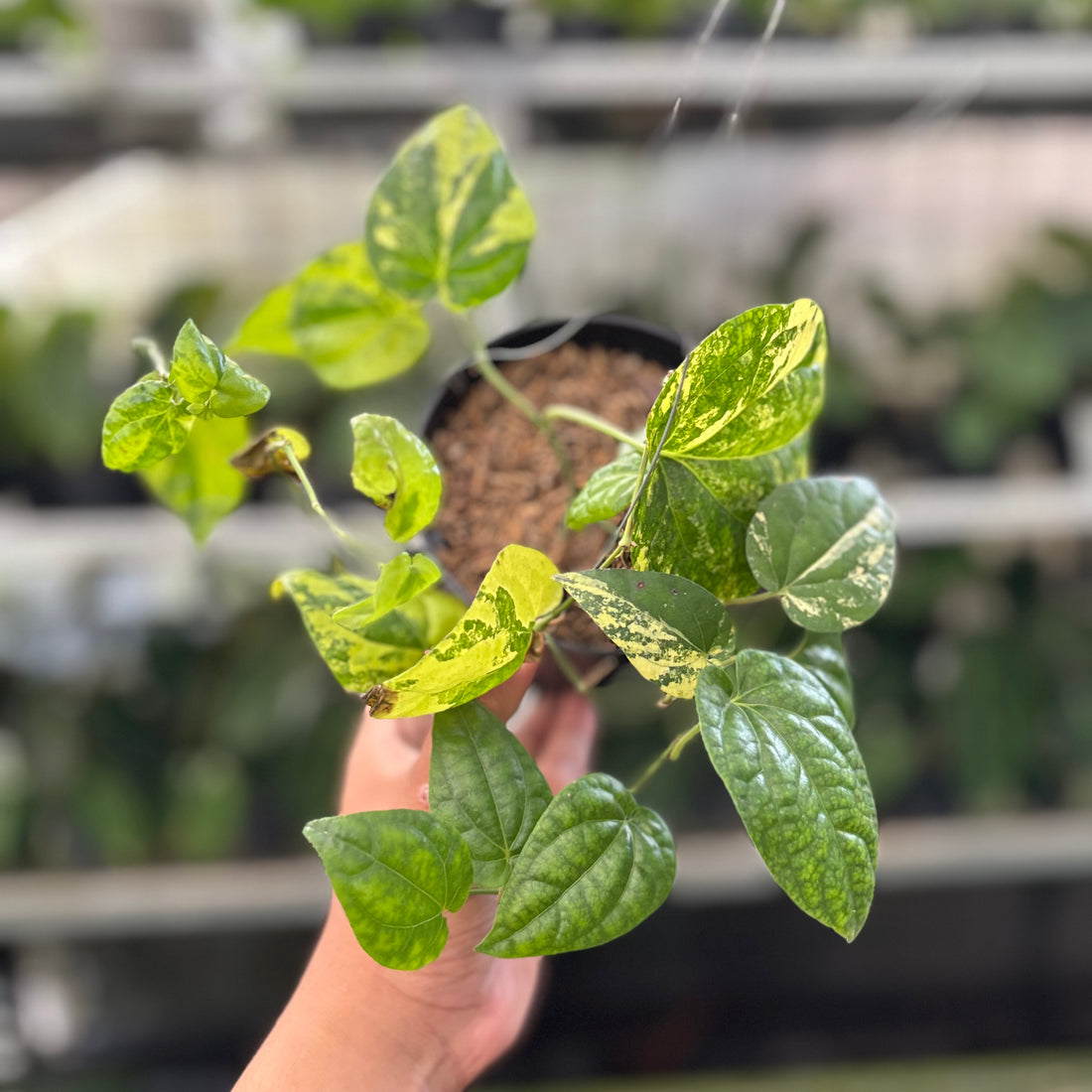 Piper Yellow Variegated (Realpict 22-10)