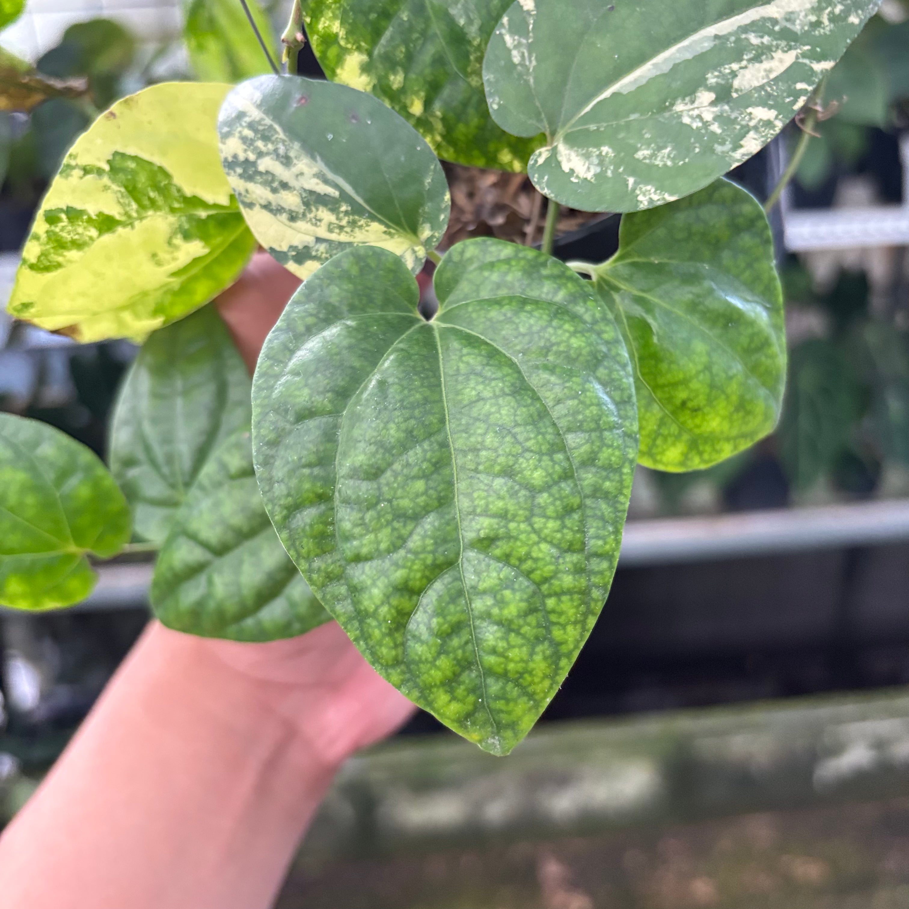 Piper Yellow Variegated (Realpict 22-10)
