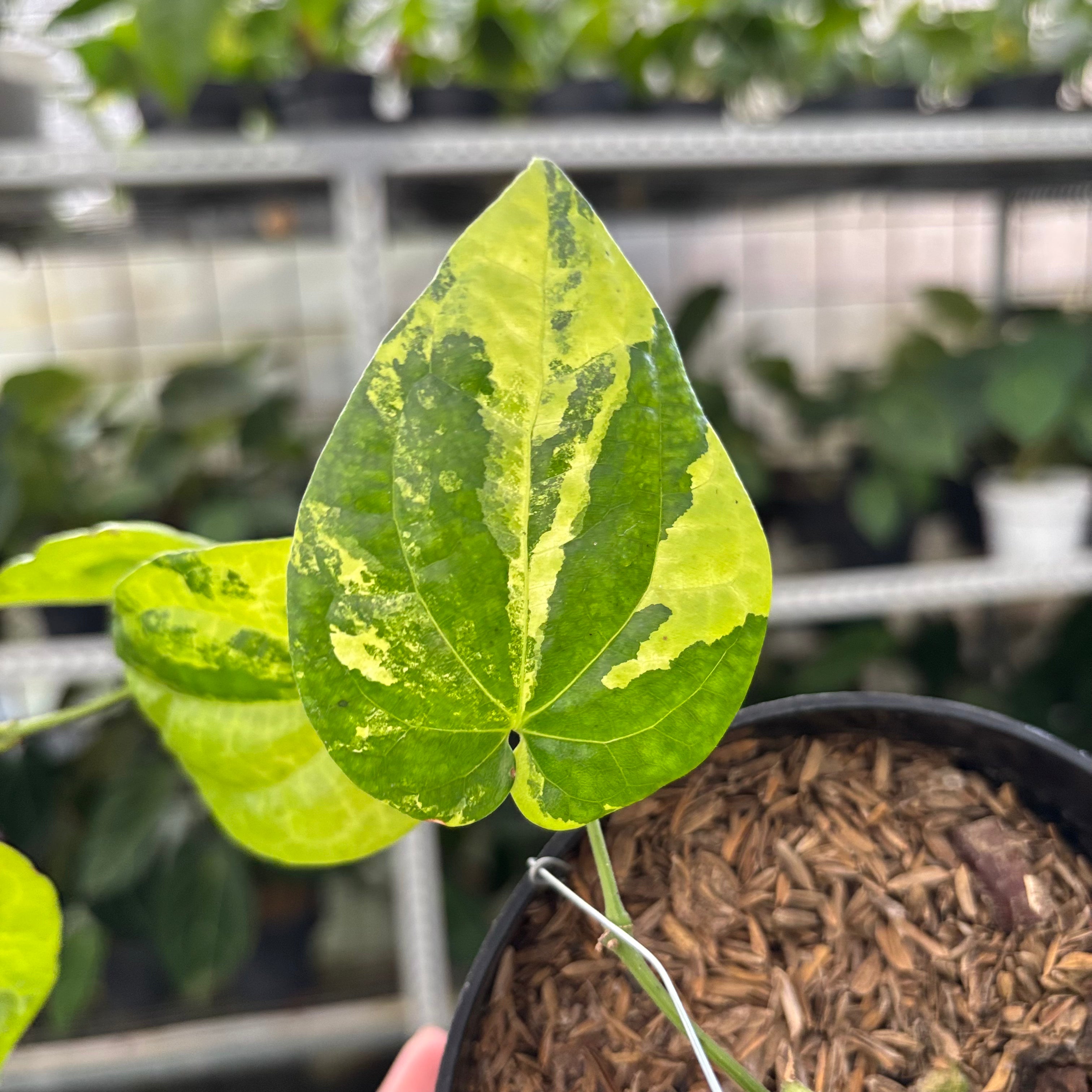 Piper Yellow Variegated (Realpict 22-10)