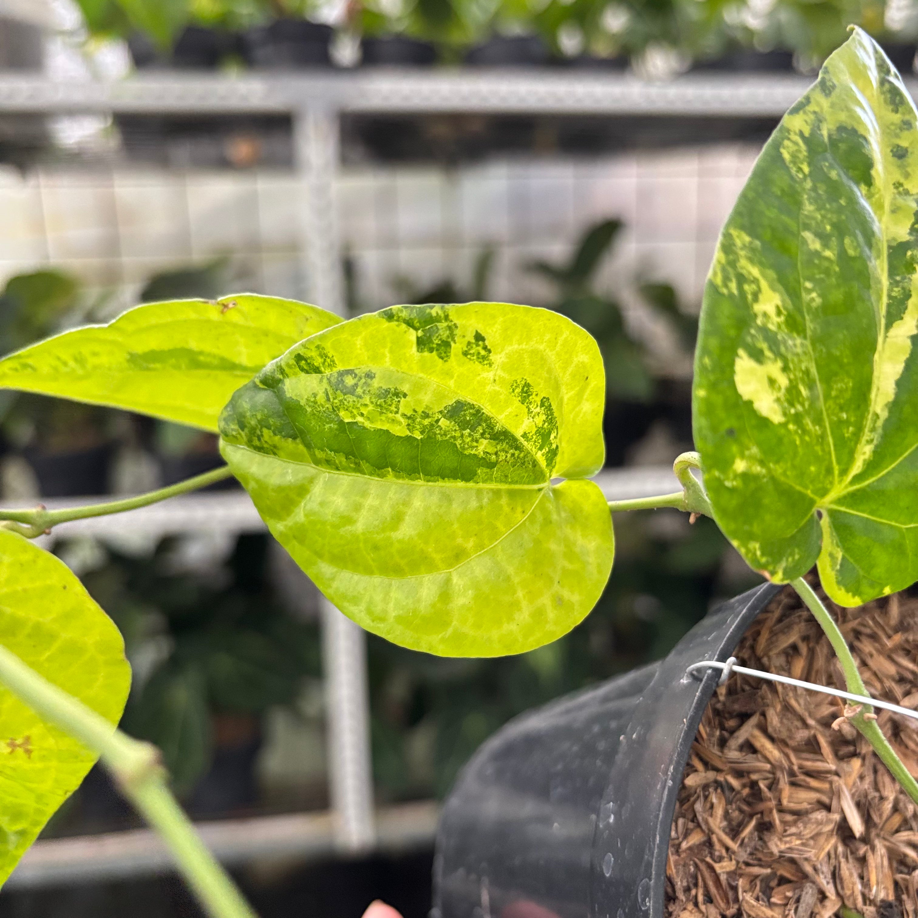 Piper Yellow Variegated (Realpict 22-10)
