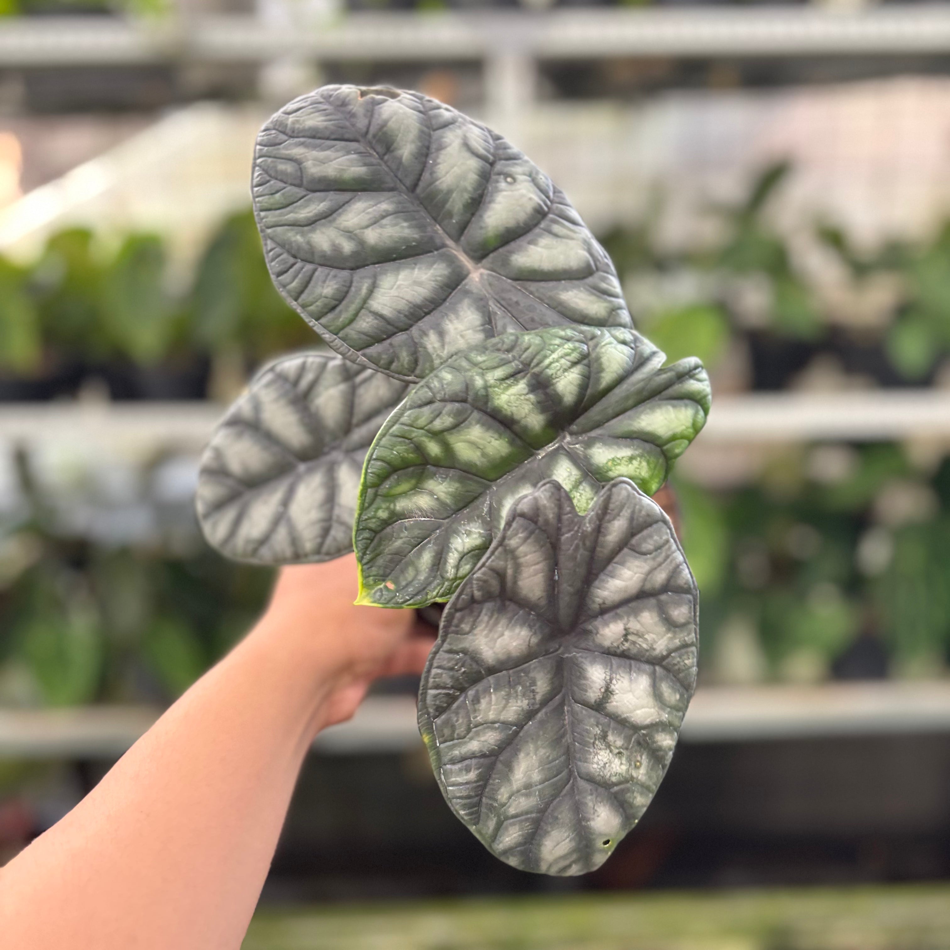 Alocasia Silver Dragon (Realpict 24-10)