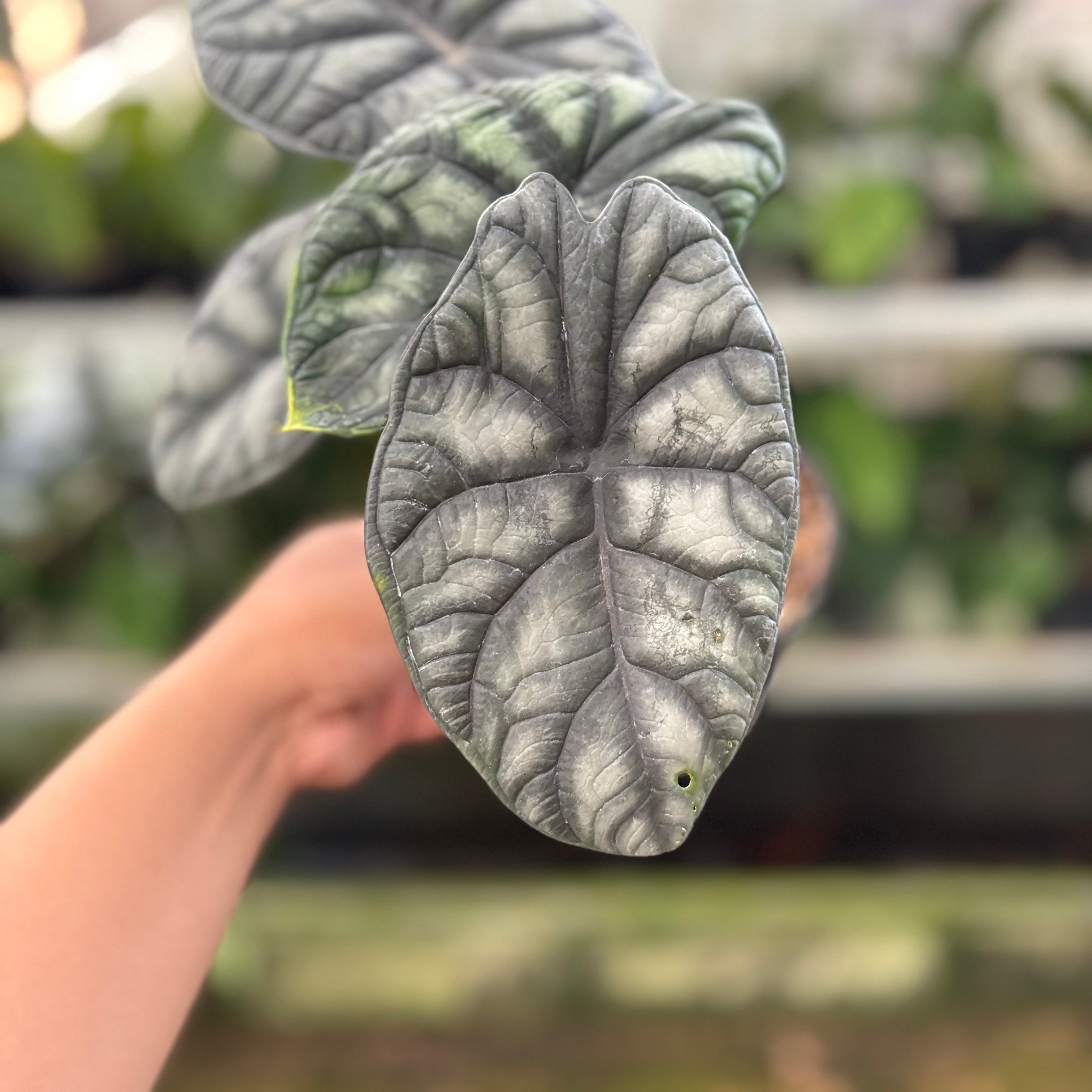Alocasia Silver Dragon (Realpict 24-10)
