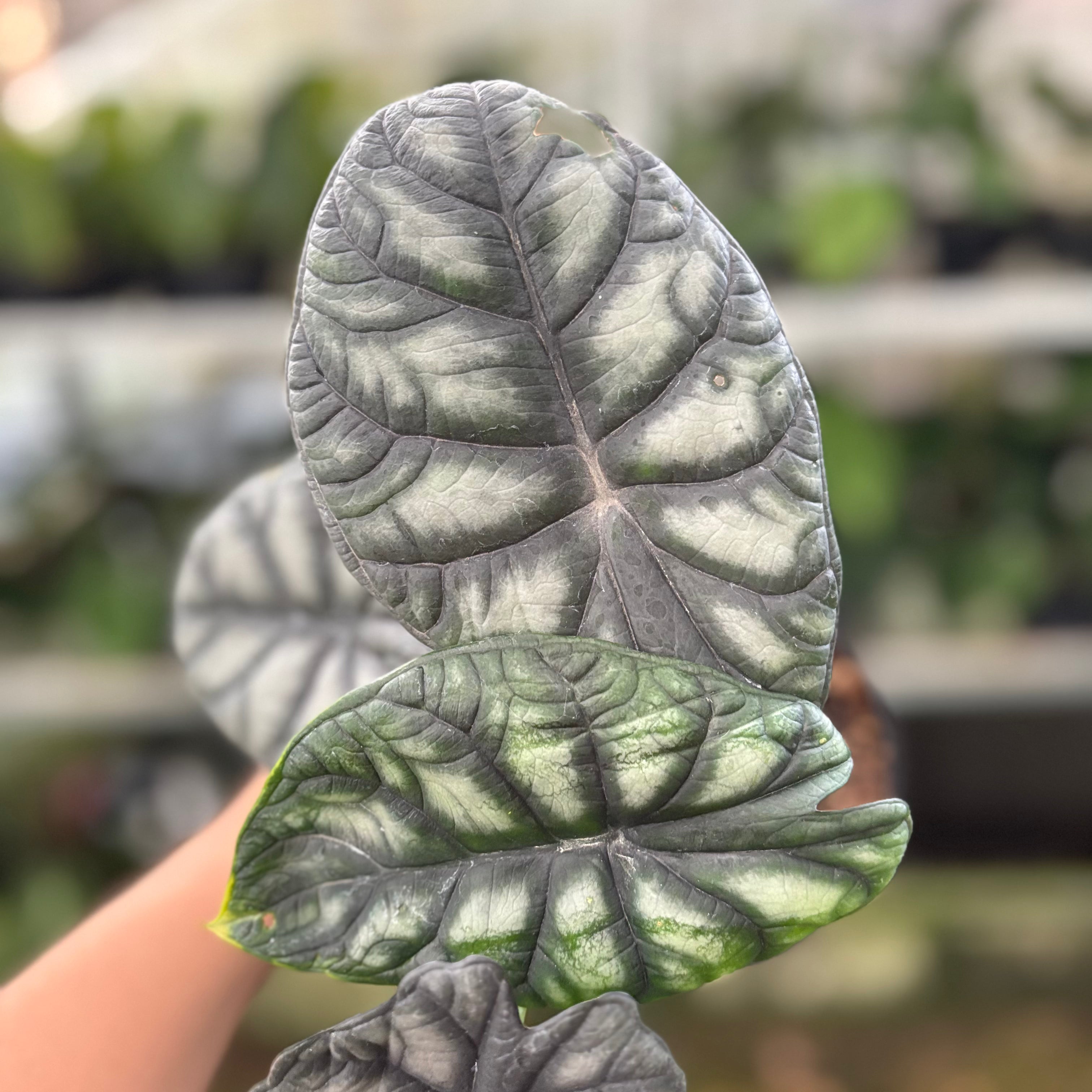 Alocasia Silver Dragon (Realpict 24-10)