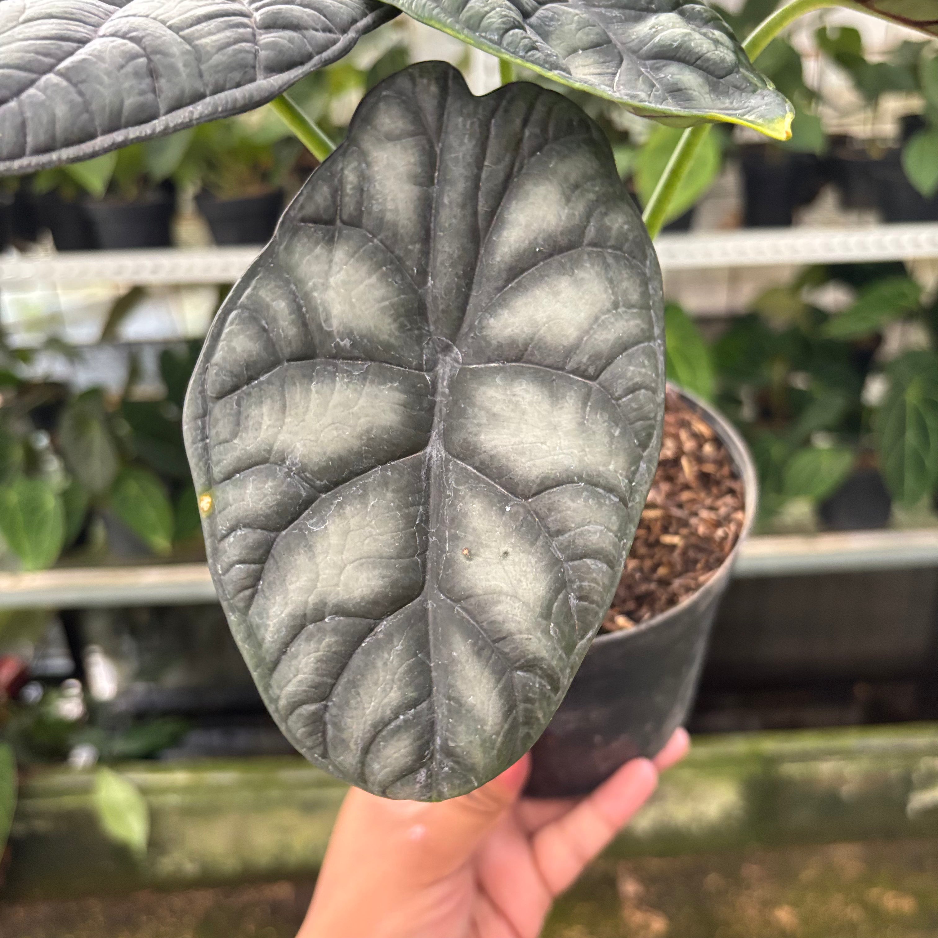 Alocasia Silver Dragon (Realpict 24-10)