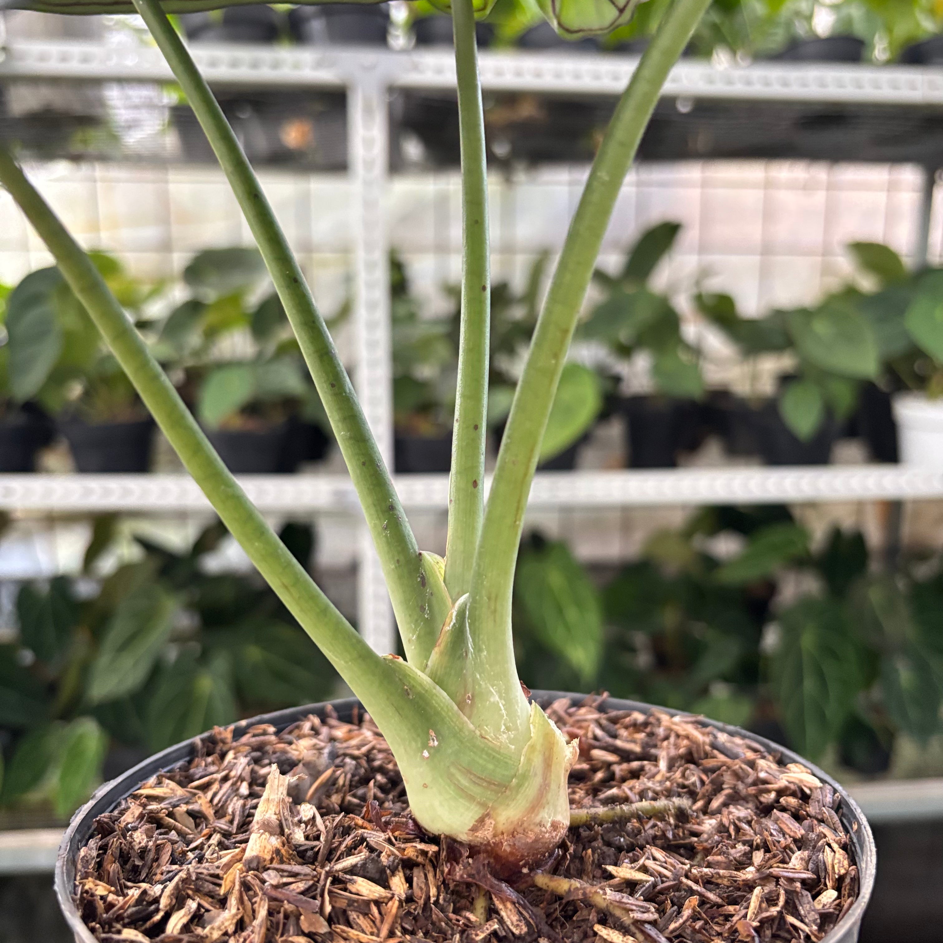 Alocasia Silver Dragon (Realpict 24-10)