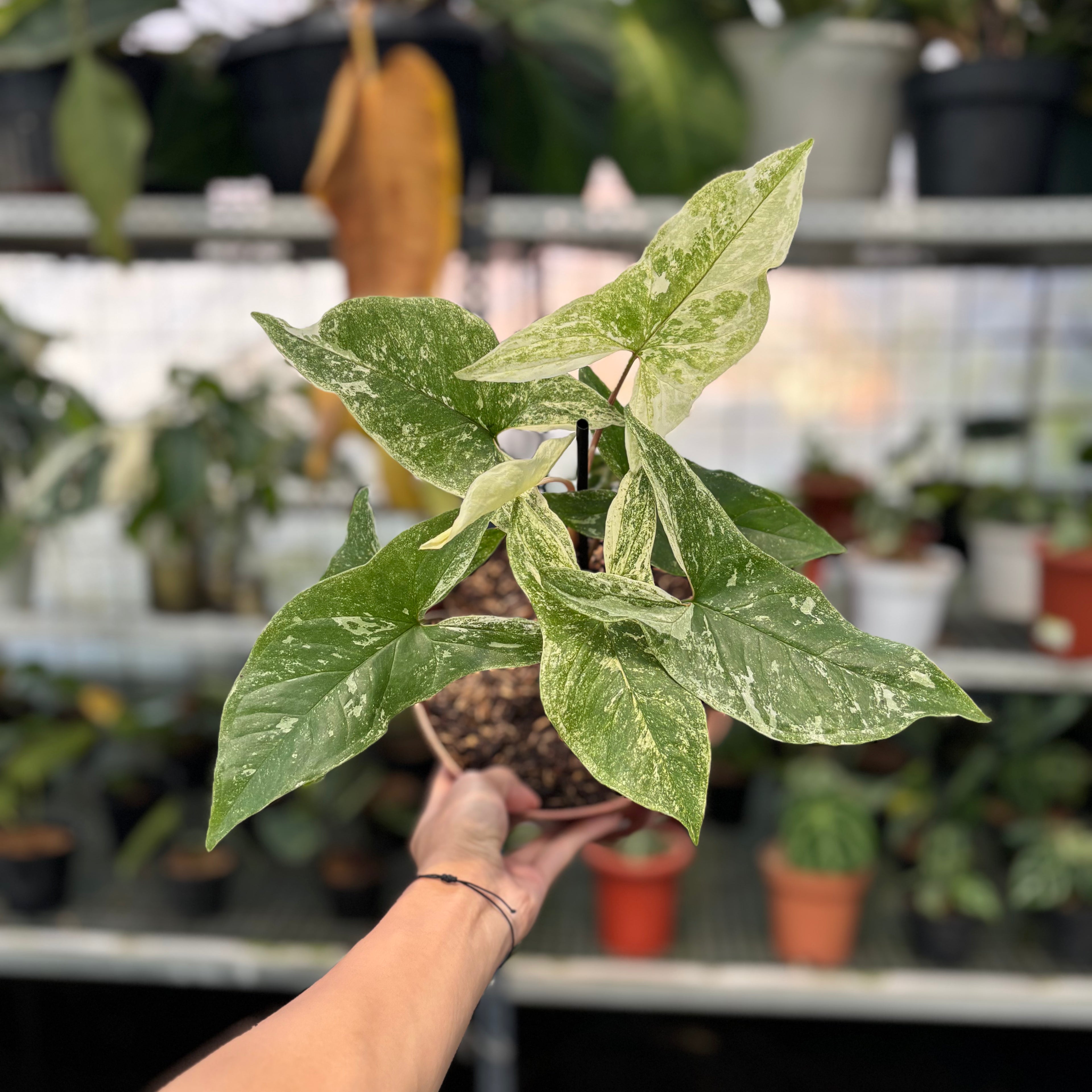 Syngonium Mint Java