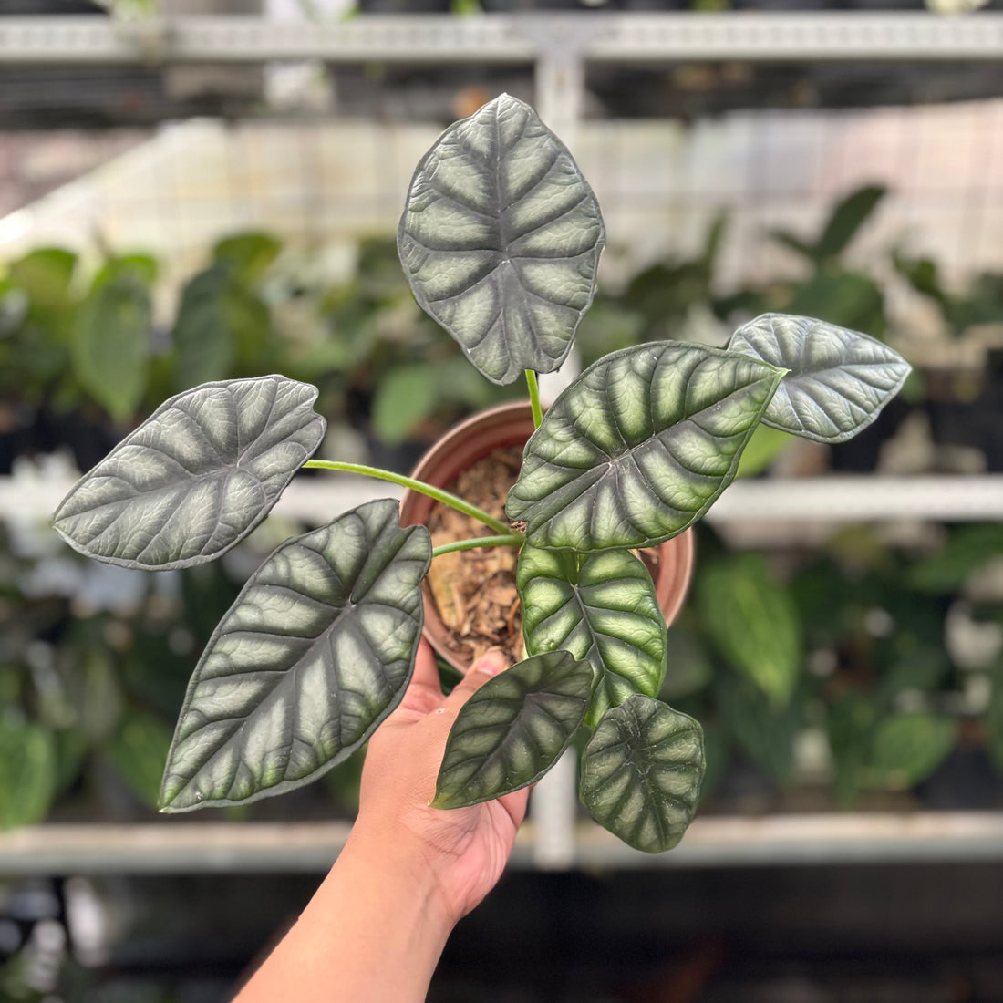 Alocasia Silver Dragon (Realpict 25-10)