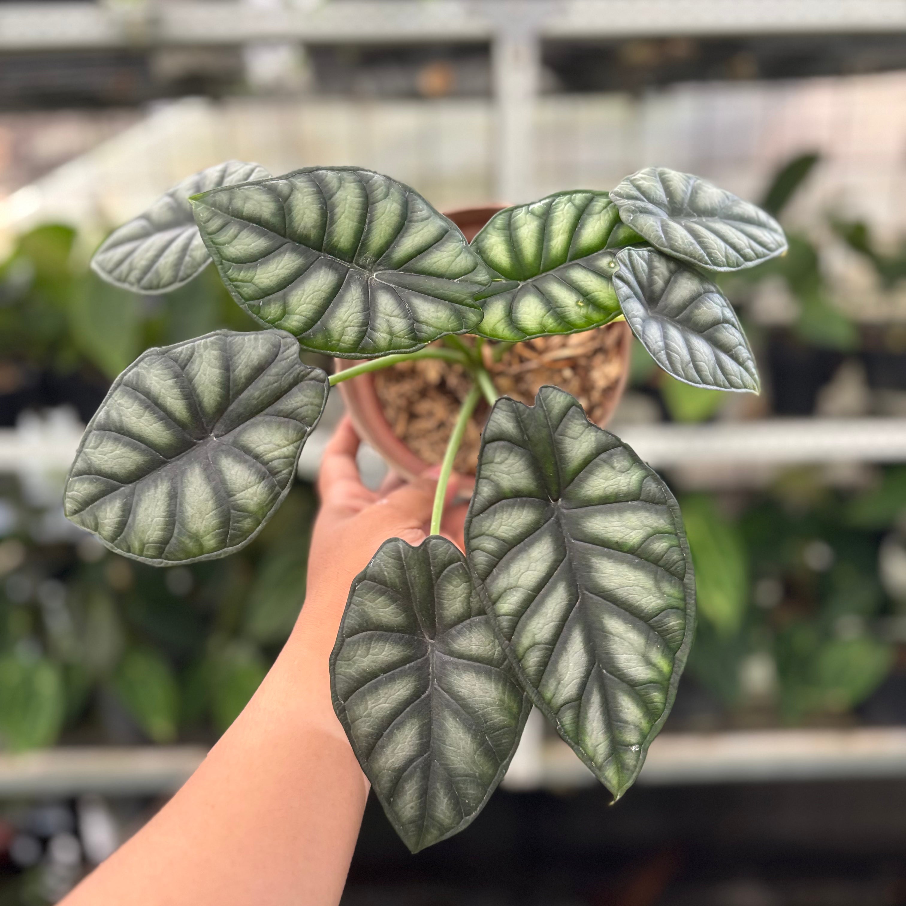 Alocasia Silver Dragon (Realpict 25-10)