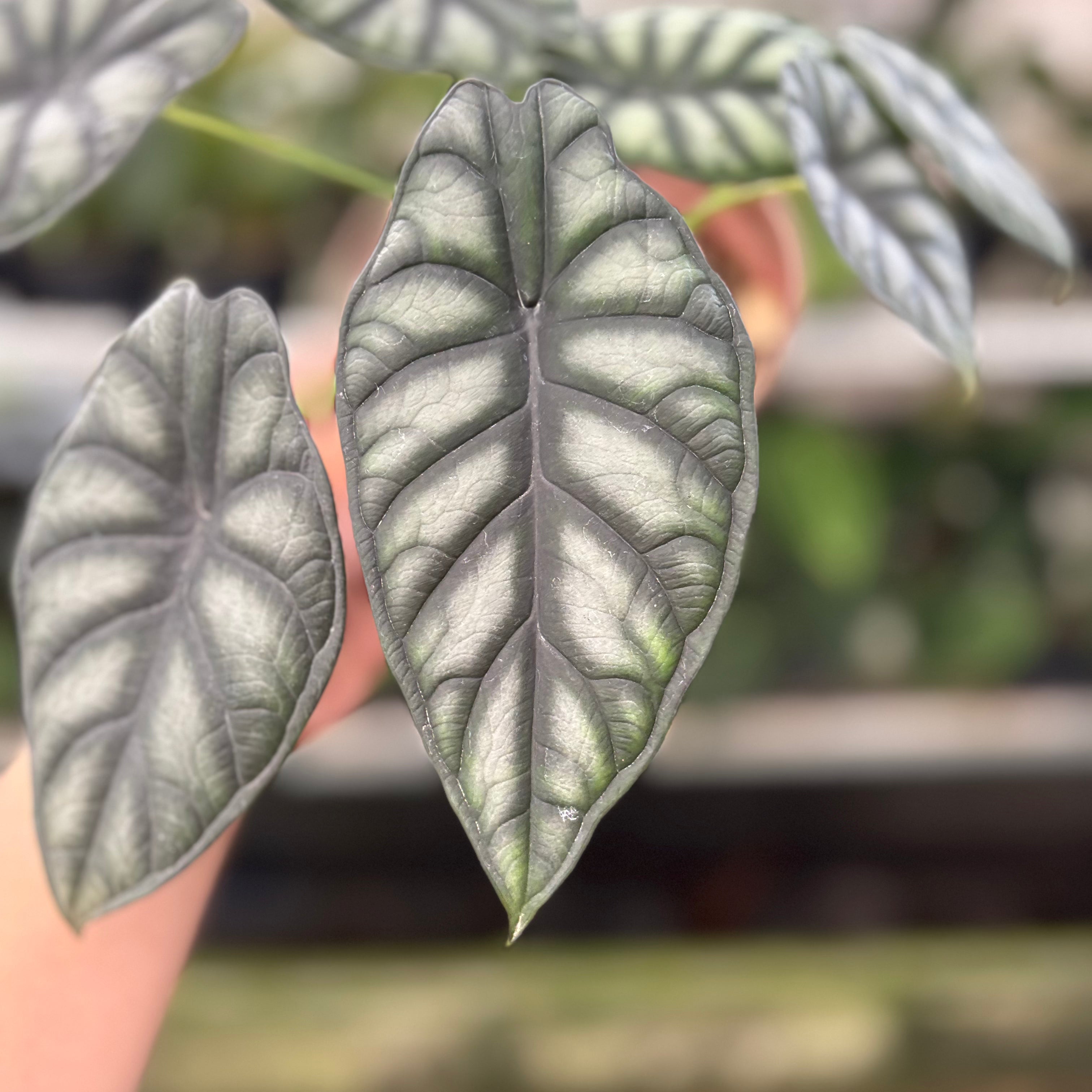 Alocasia Silver Dragon (Realpict 25-10)