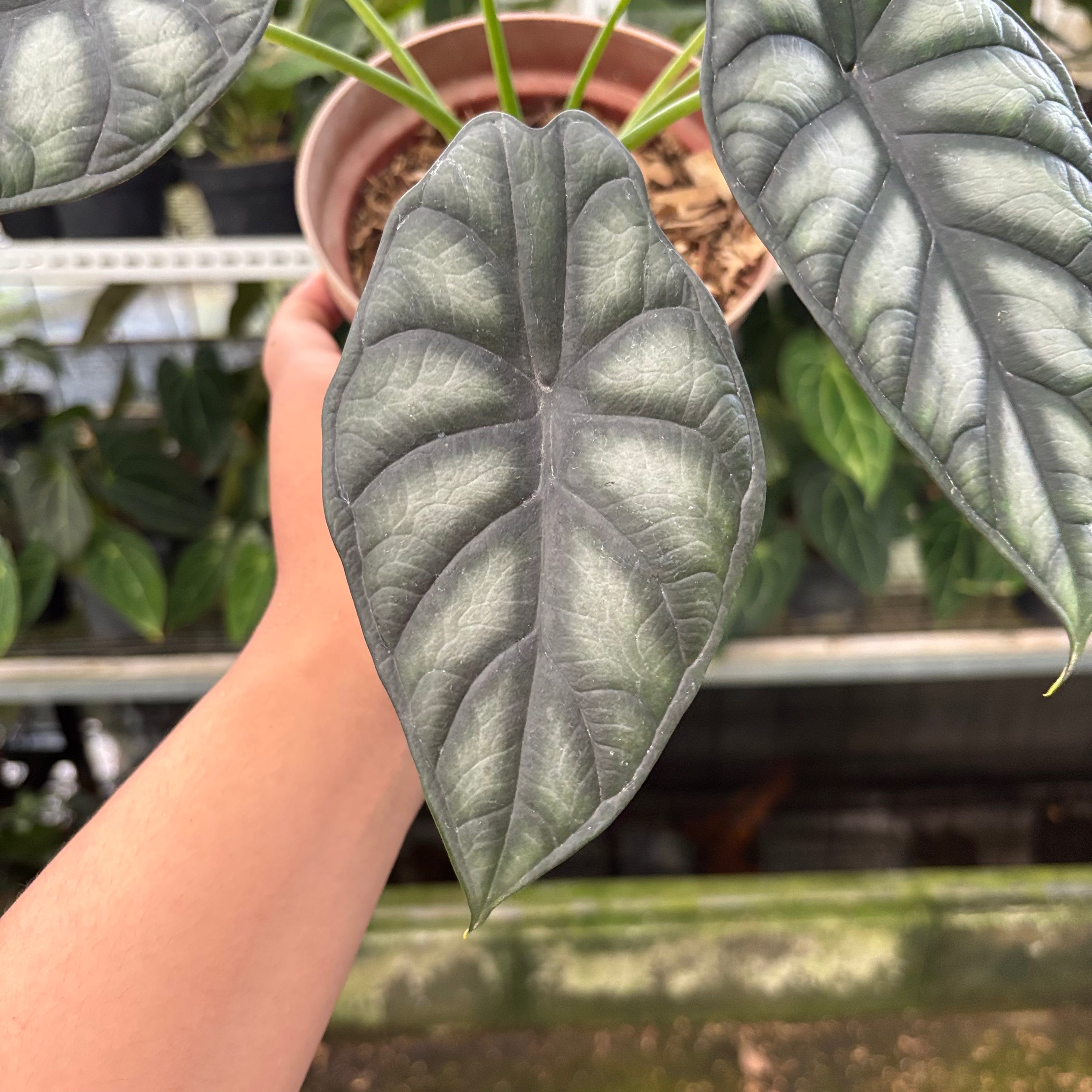 Alocasia Silver Dragon (Realpict 25-10)