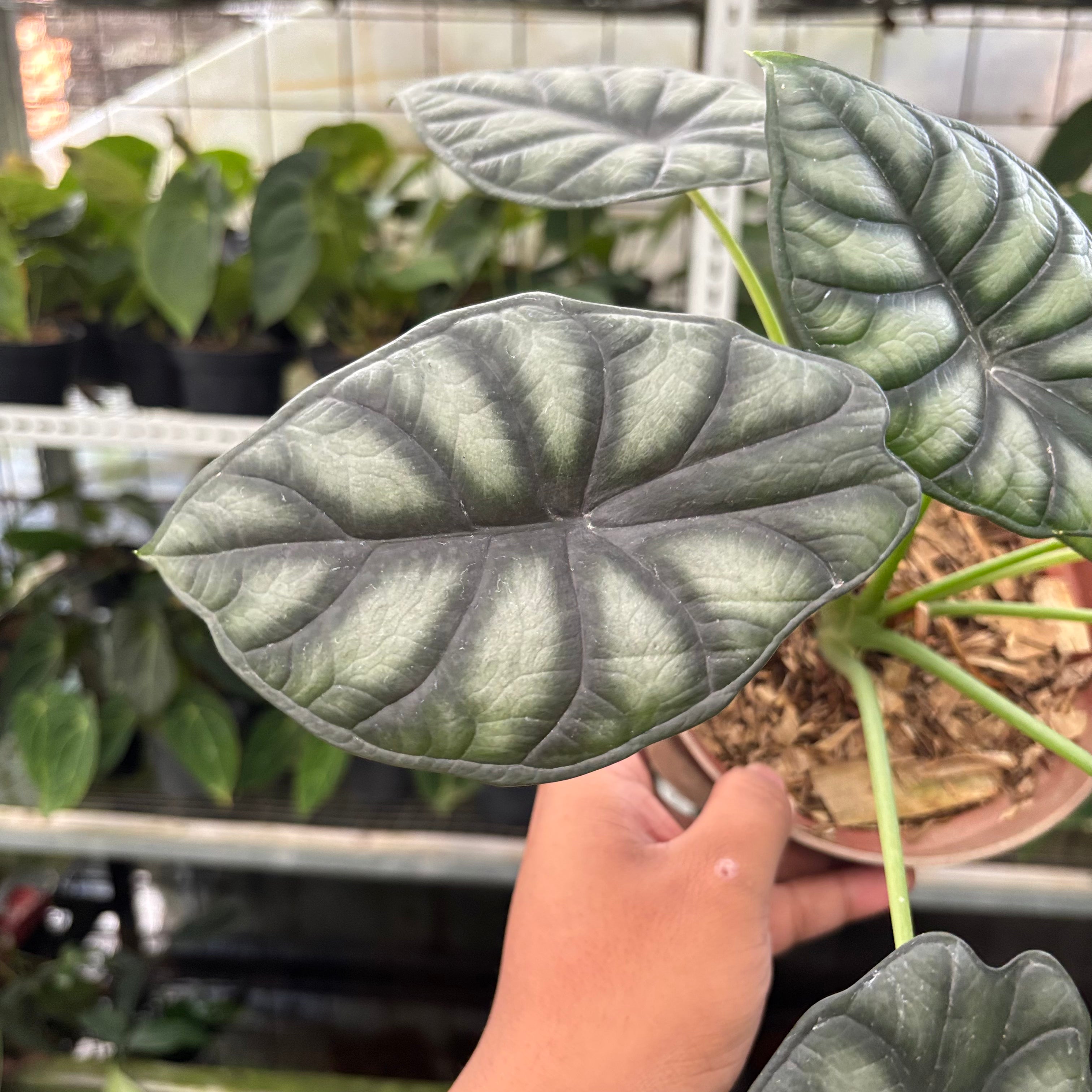 Alocasia Silver Dragon (Realpict 25-10)