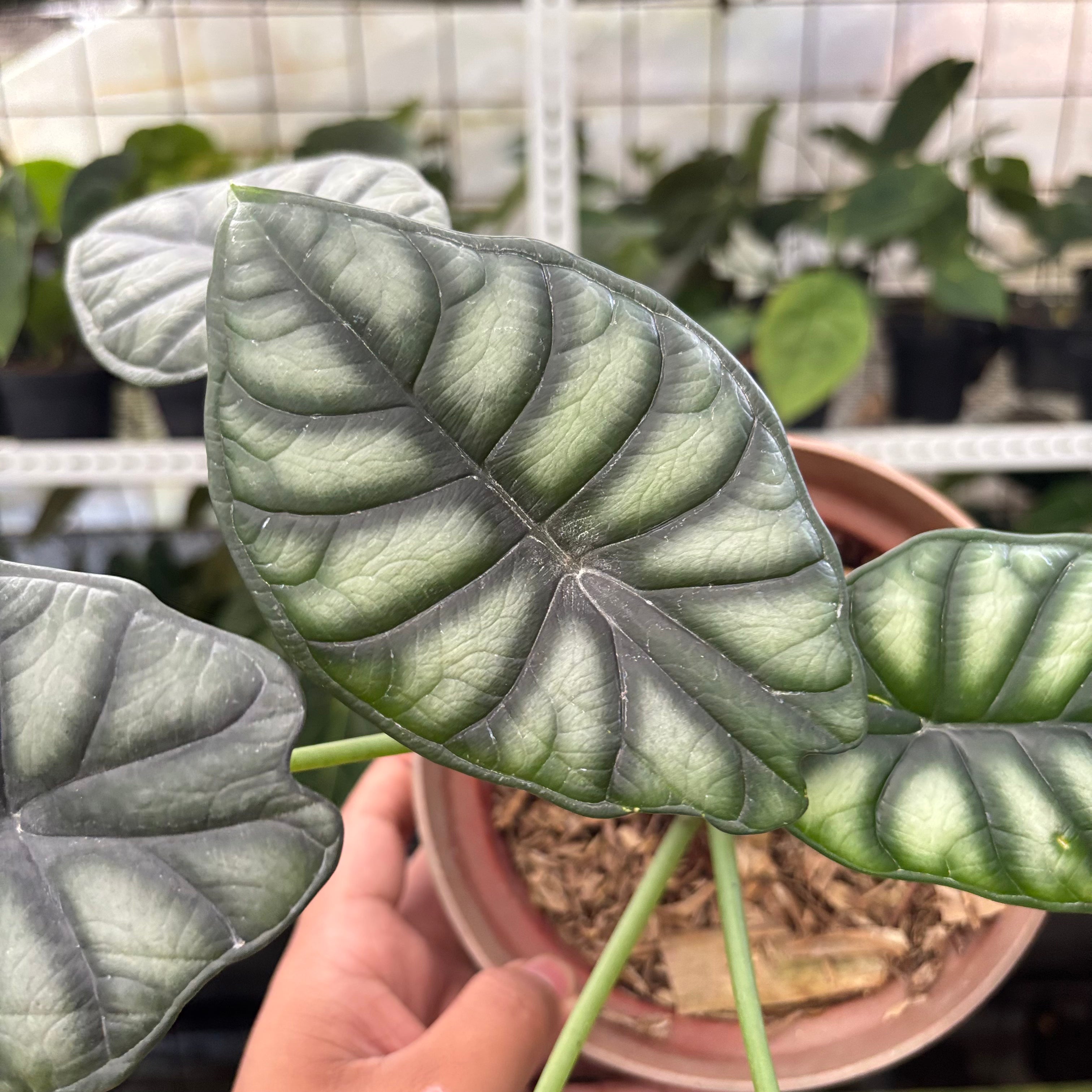Alocasia Silver Dragon (Realpict 25-10)