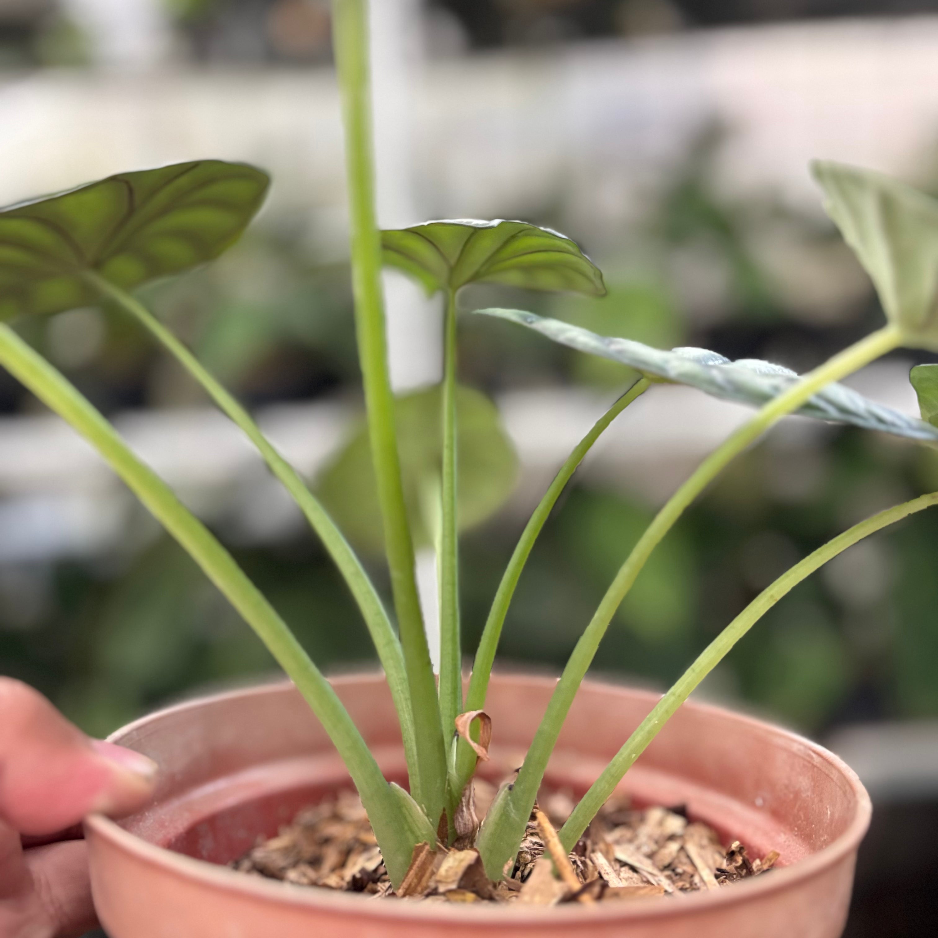 Alocasia Silver Dragon (Realpict 25-10)