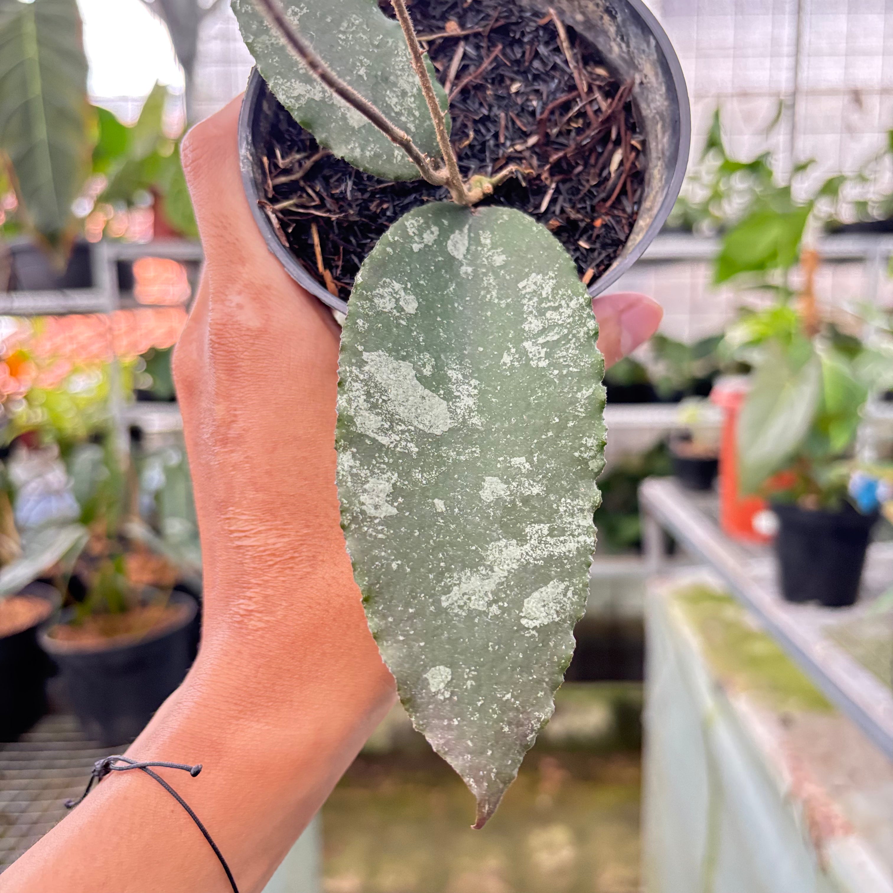 Hoya Caudata Splash (Realpict 26-10)
