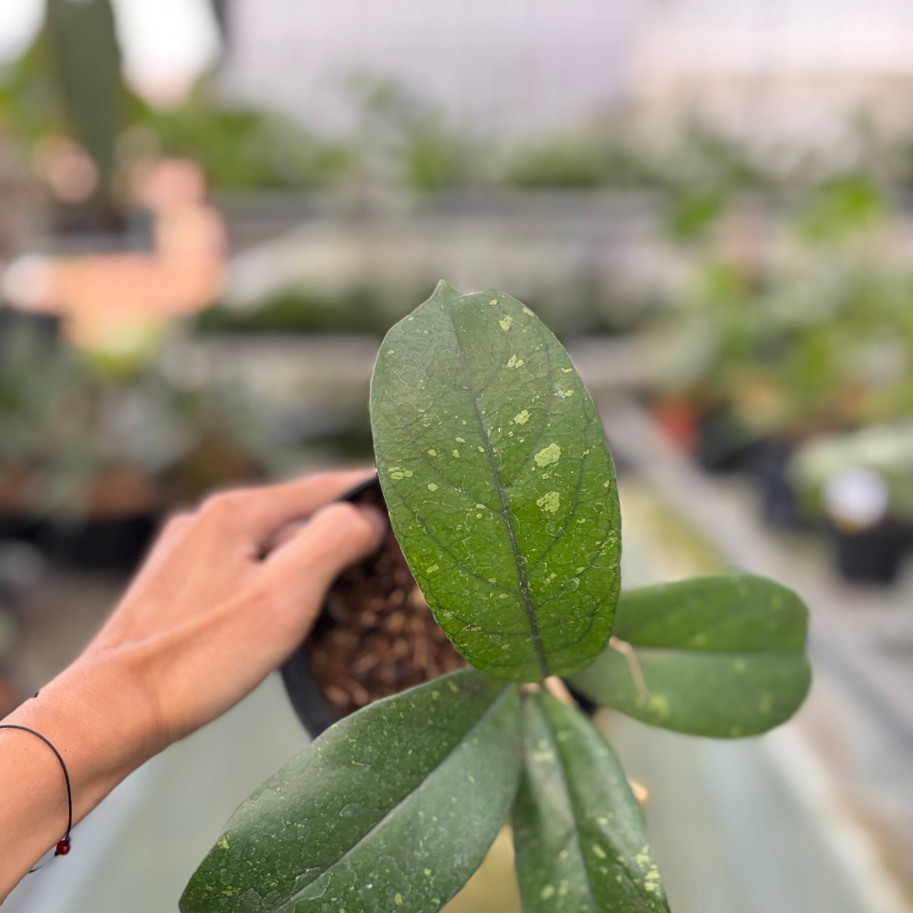 Hoya Forbesii (Realpict 28-10)