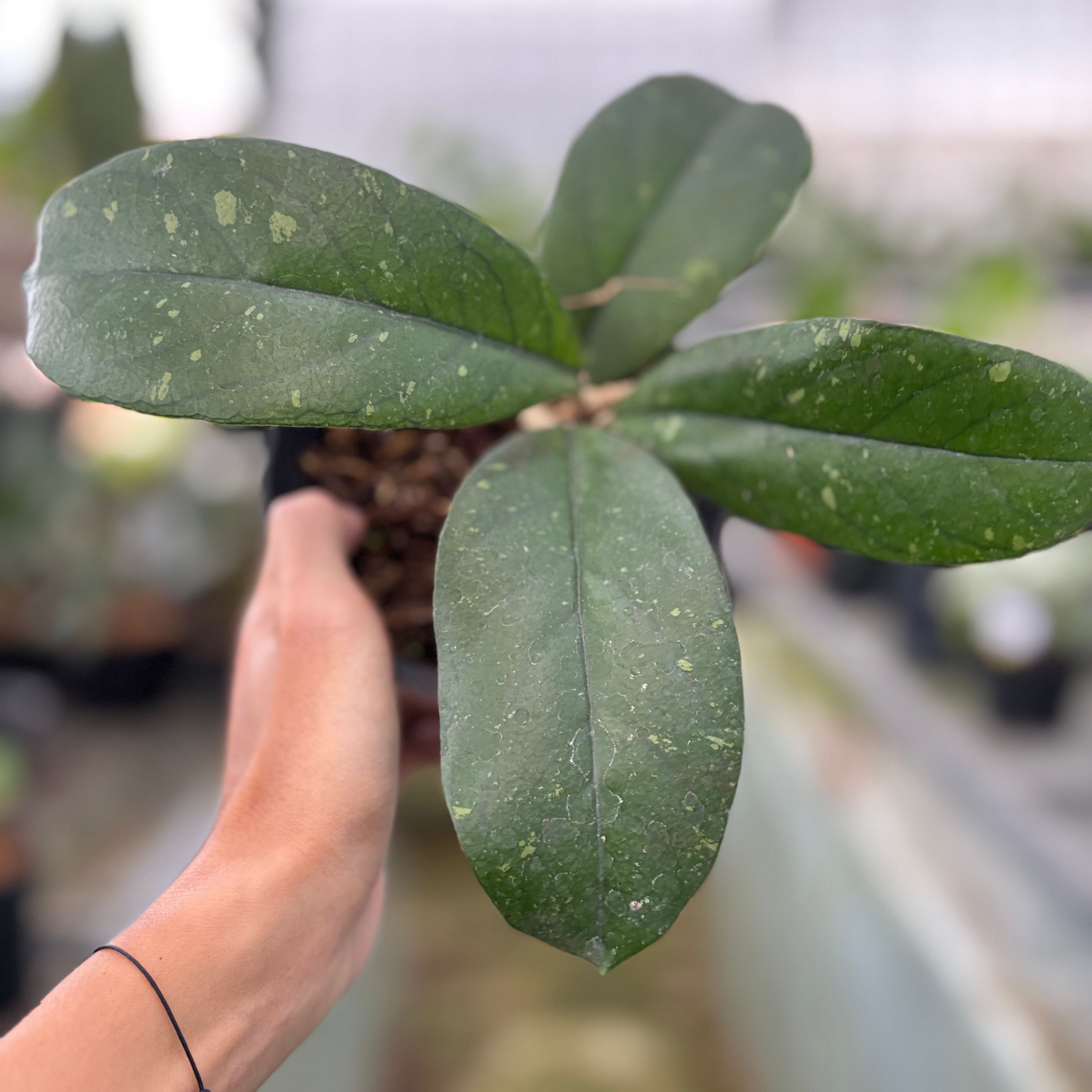 Hoya Forbesii (Realpict 28-10)