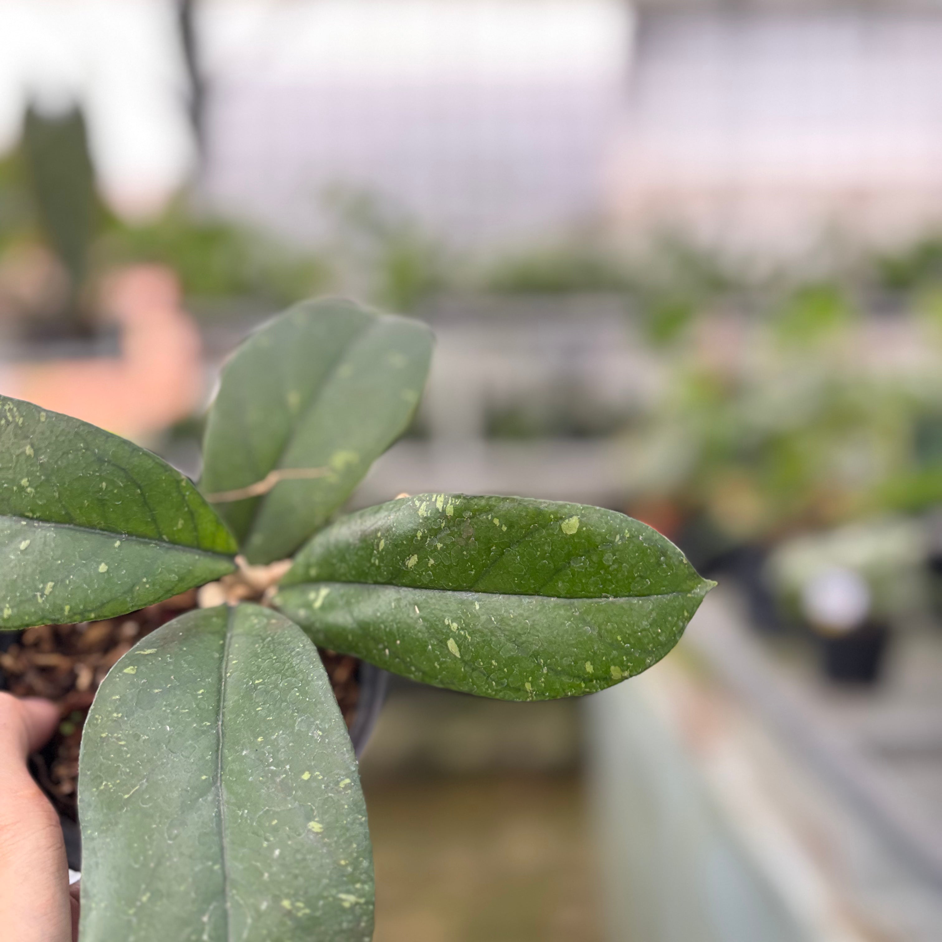Hoya Forbesii (Realpict 28-10)