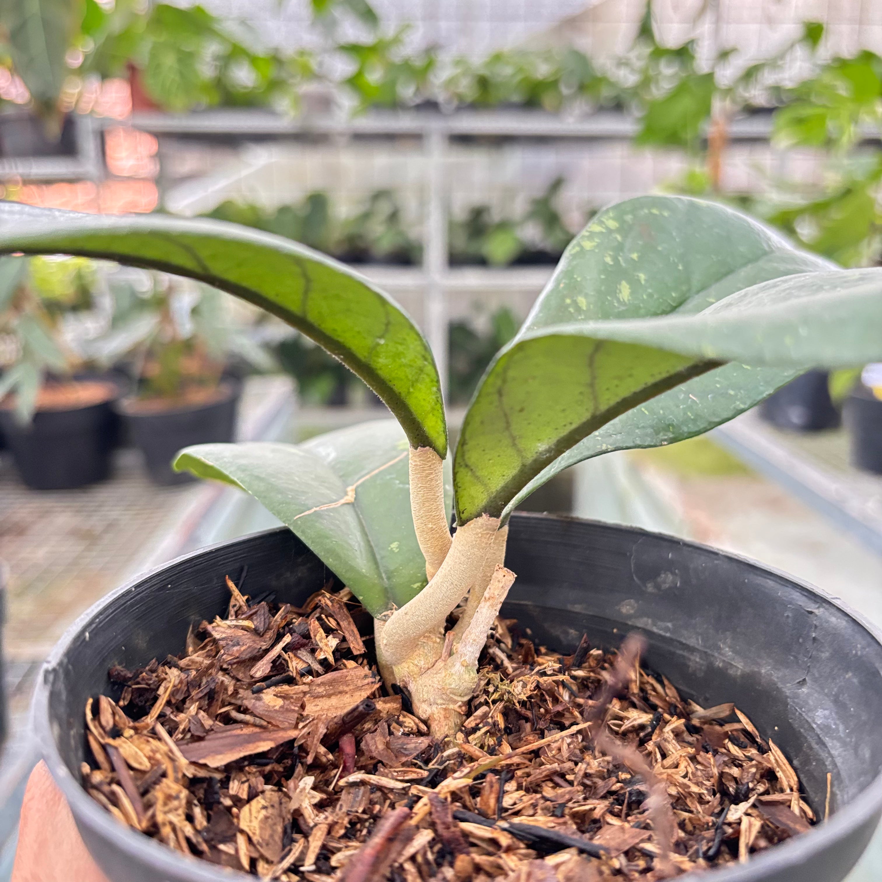 Hoya Forbesii (Realpict 28-10)