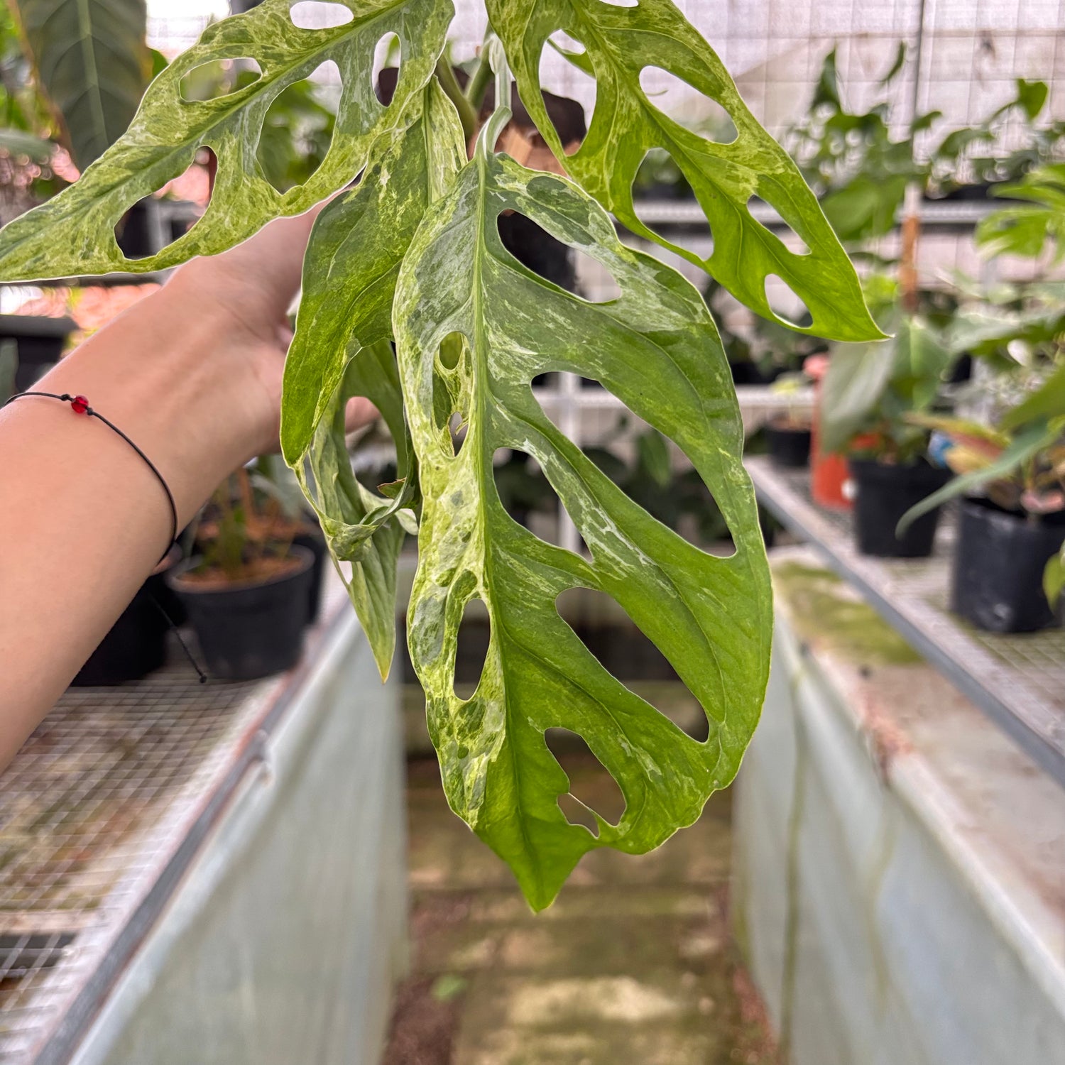 Monstera Adansonii Variegated Indo (Realpict 29-10)