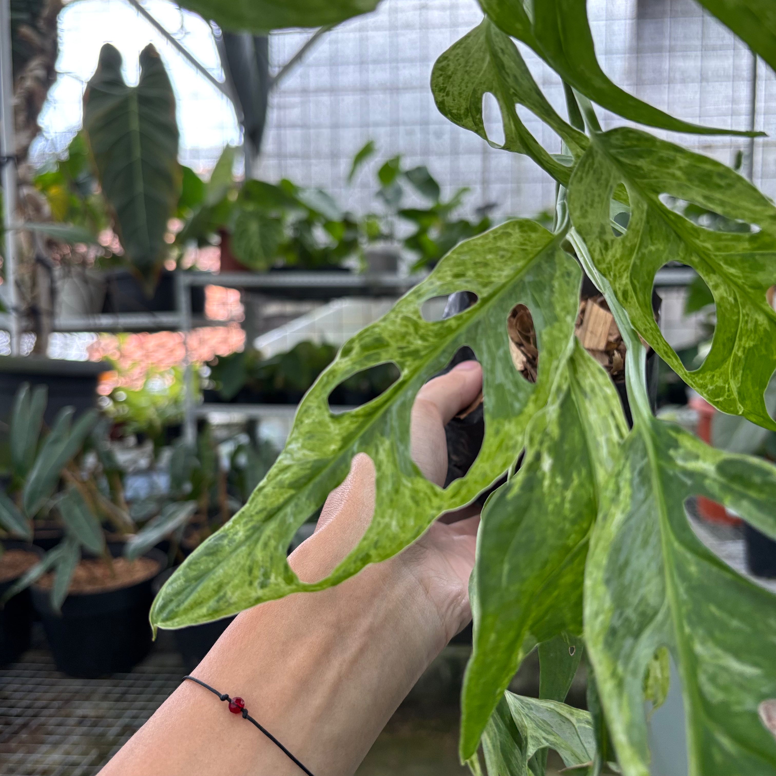 Monstera Adansonii Variegated Indo (Realpict 29-10)