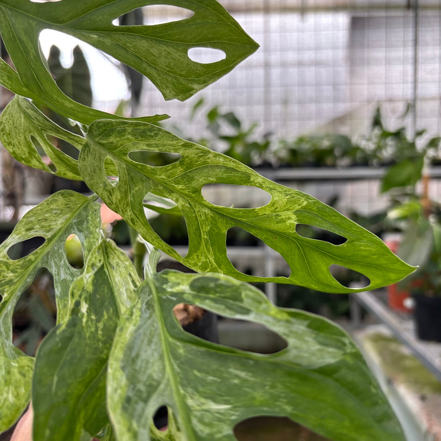 Monstera Adansonii Variegated Indo (Realpict 29-10)