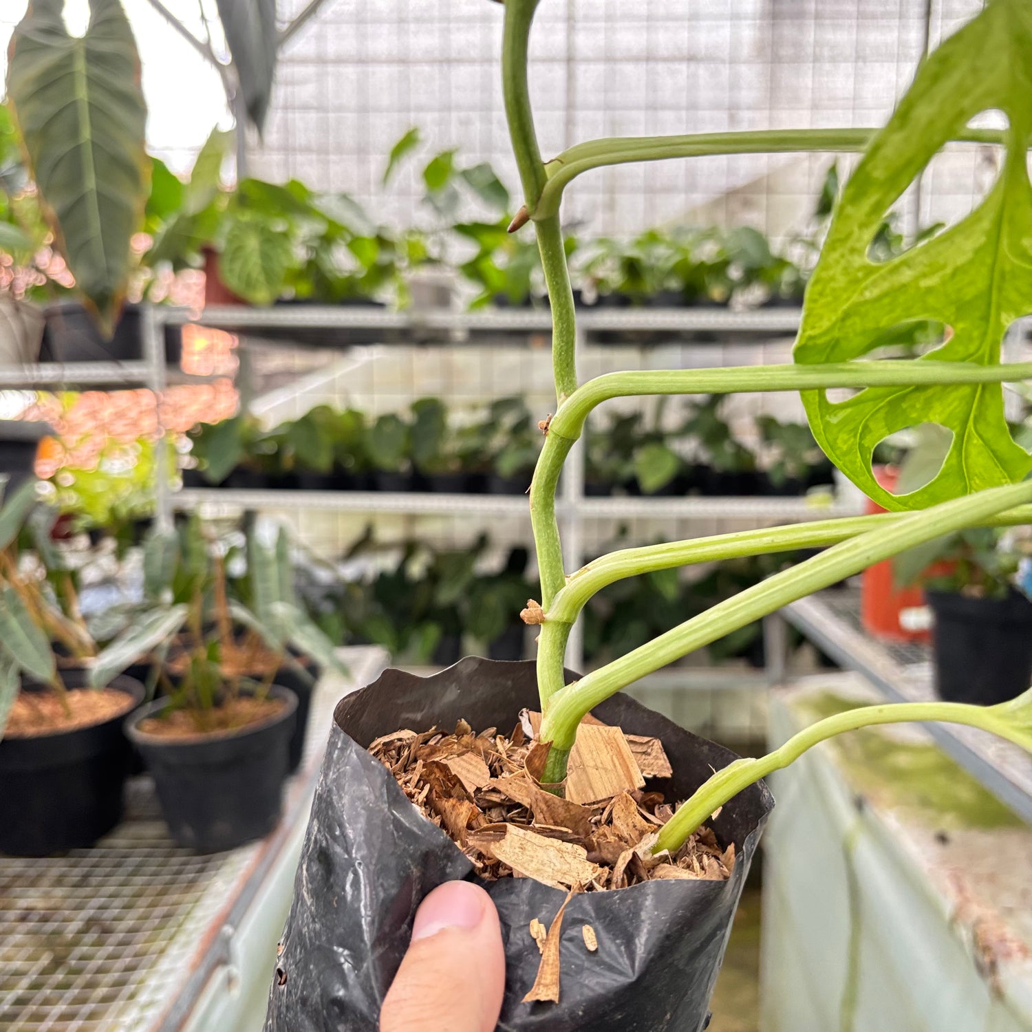 Monstera Adansonii Variegated Indo (Realpict 29-10)