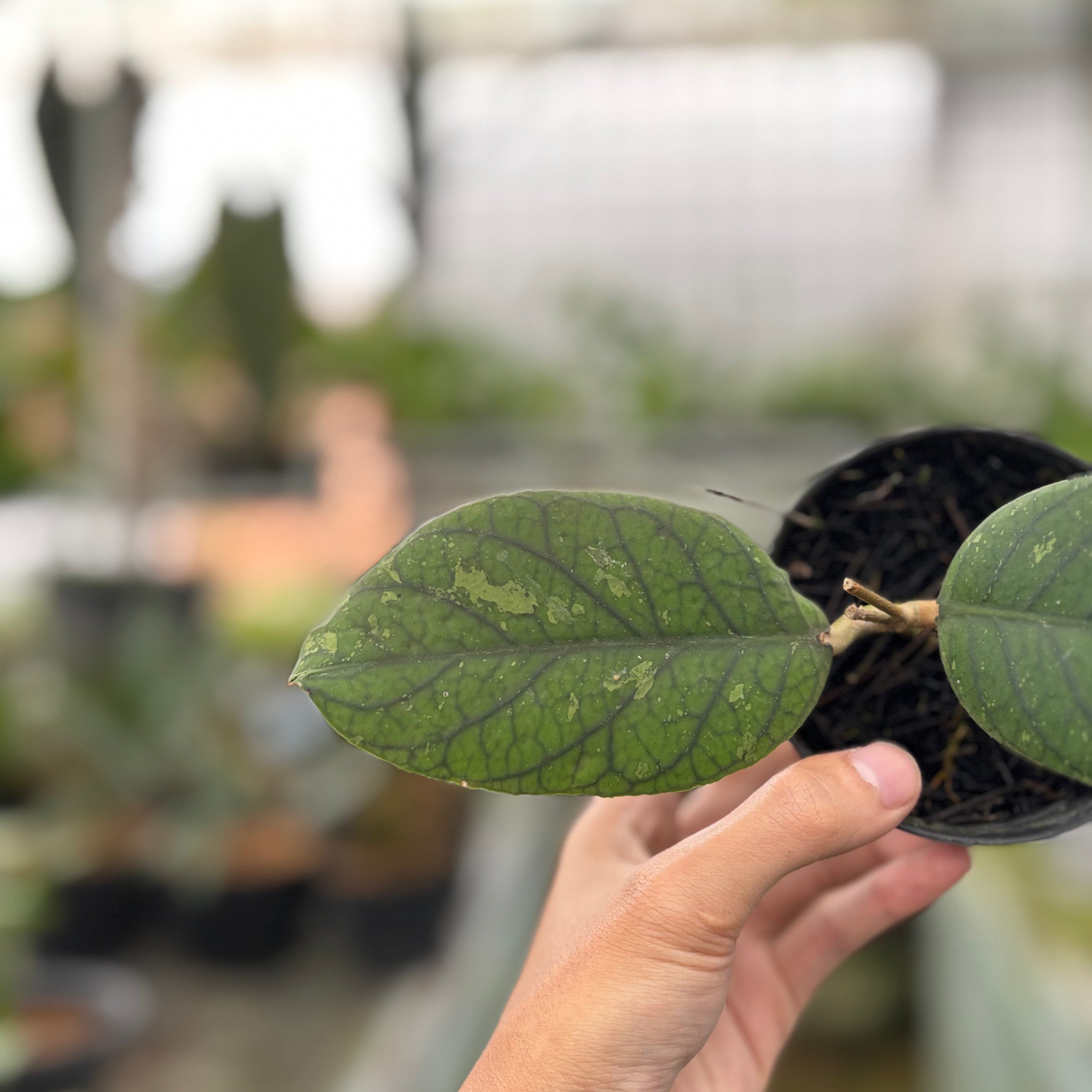 Hoya Meredhitii Round Leaf (Realpict 30-10)