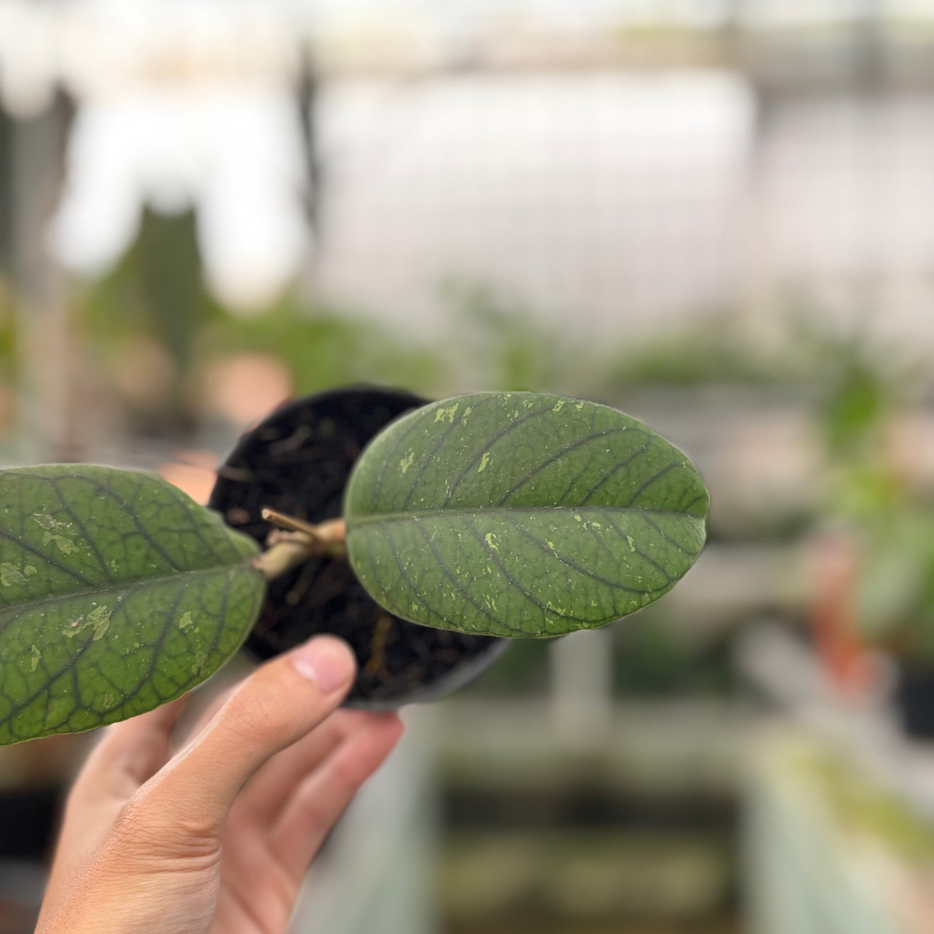Hoya Meredhitii Round Leaf (Realpict 30-10)
