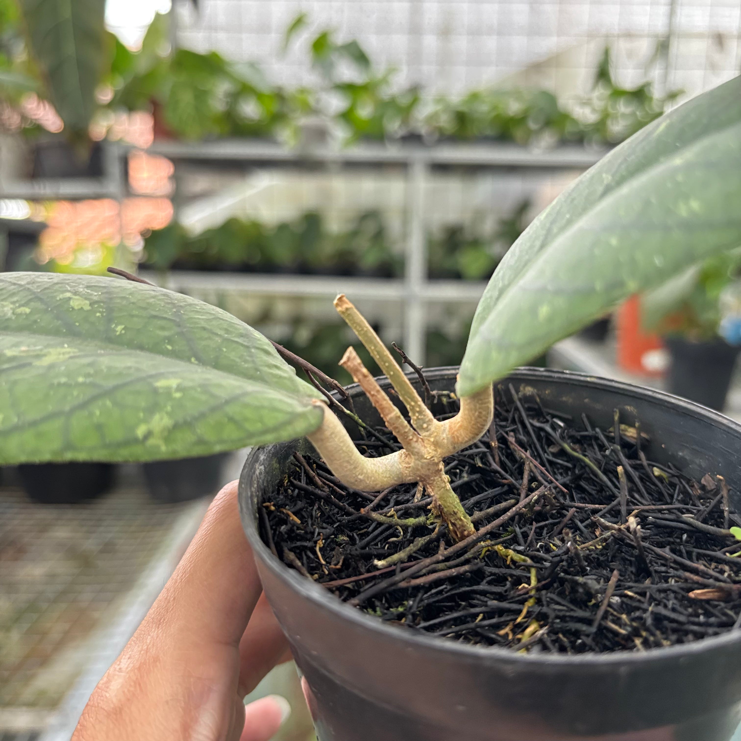 Hoya Meredhitii Round Leaf (Realpict 30-10)