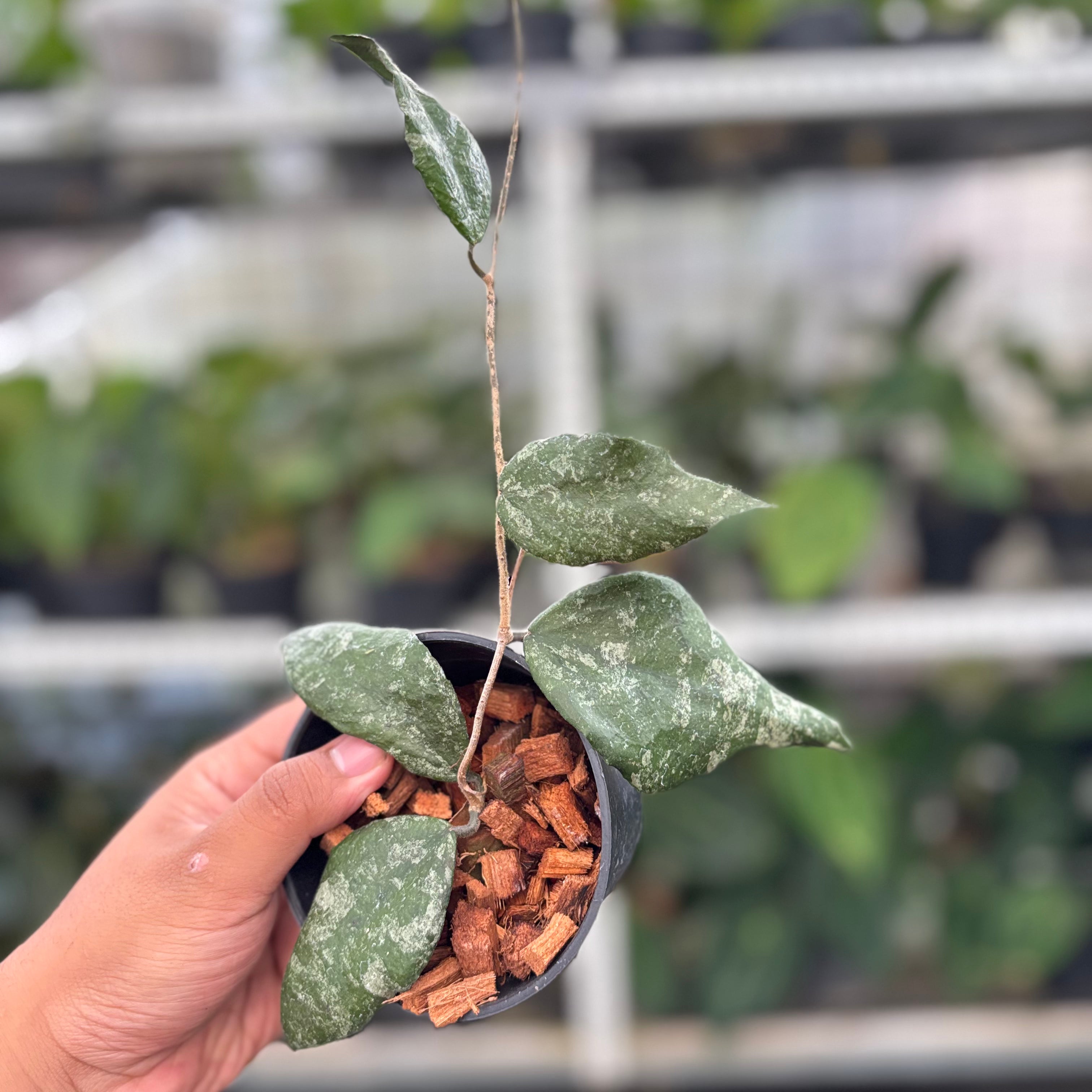 Hoya Caudata Splash (Realpict 32-10)