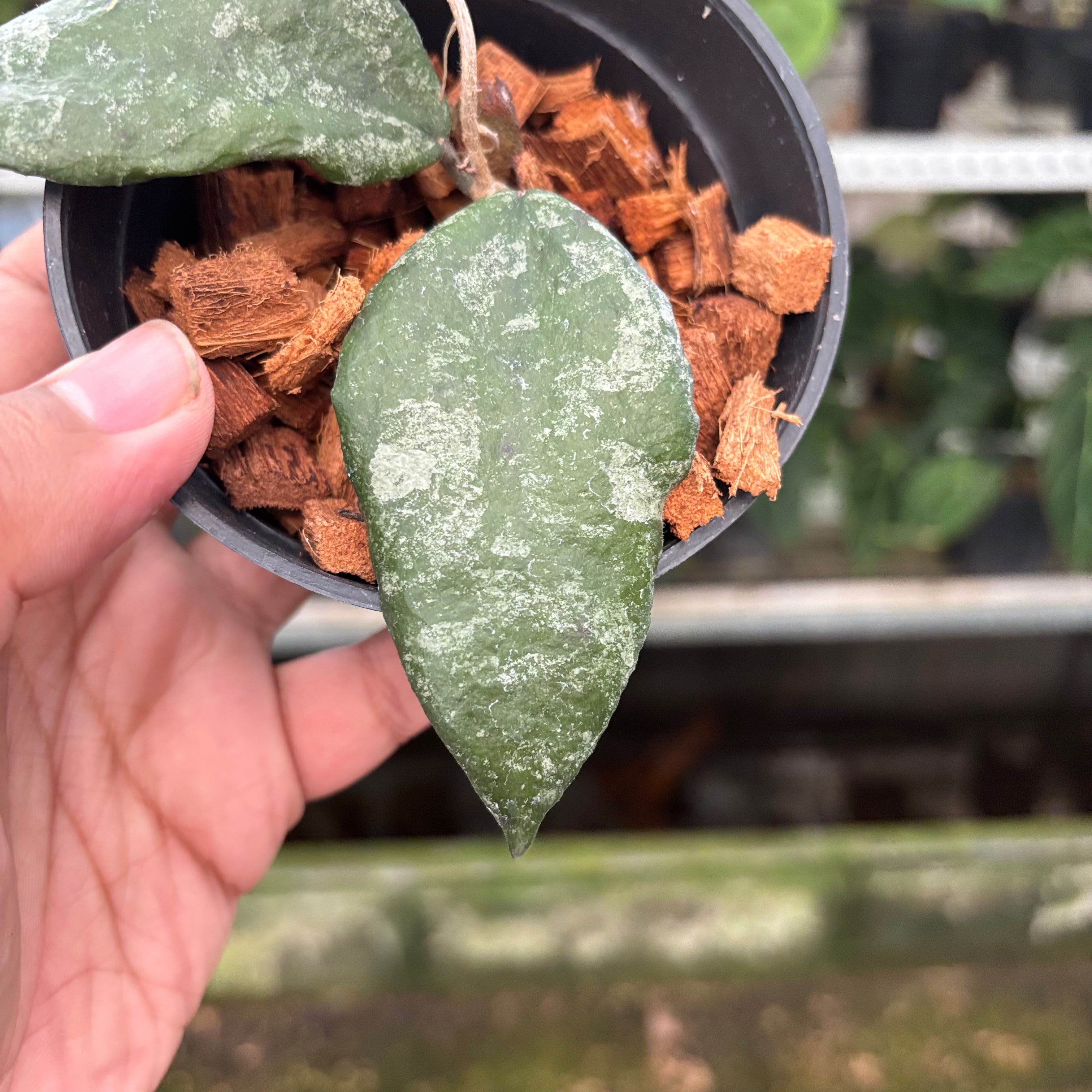 Hoya Caudata Splash (Realpict 32-10)