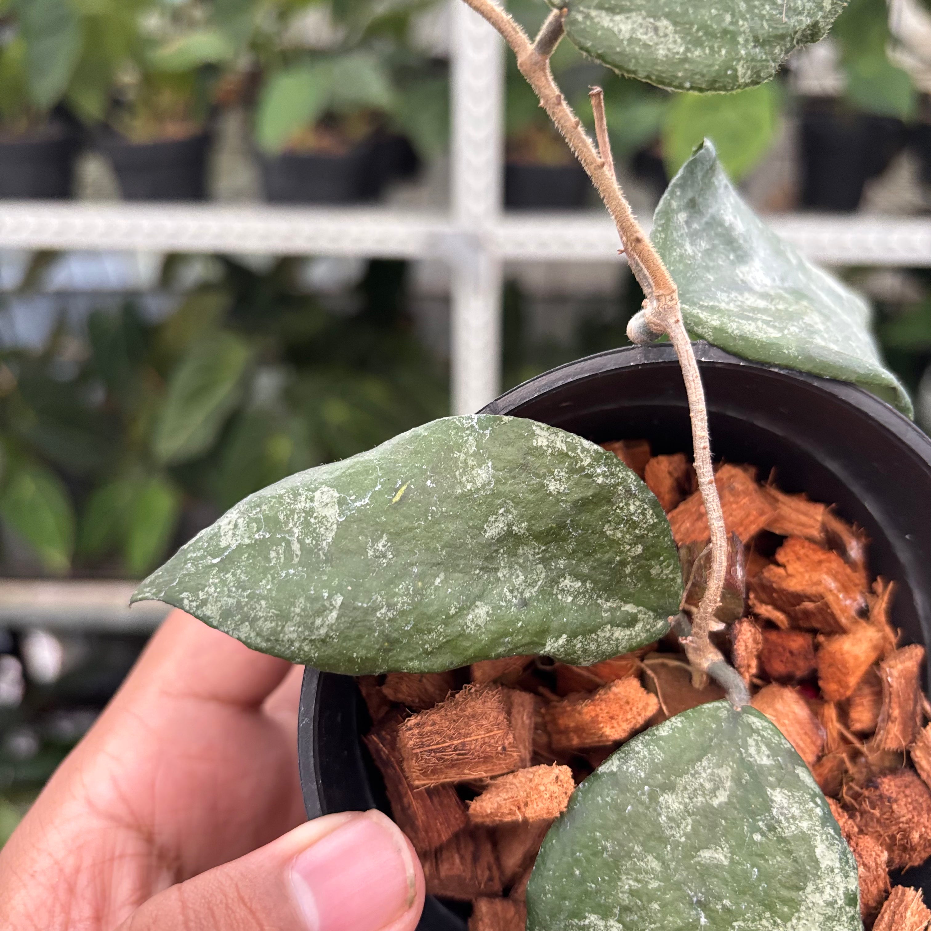 Hoya Caudata Splash (Realpict 32-10)