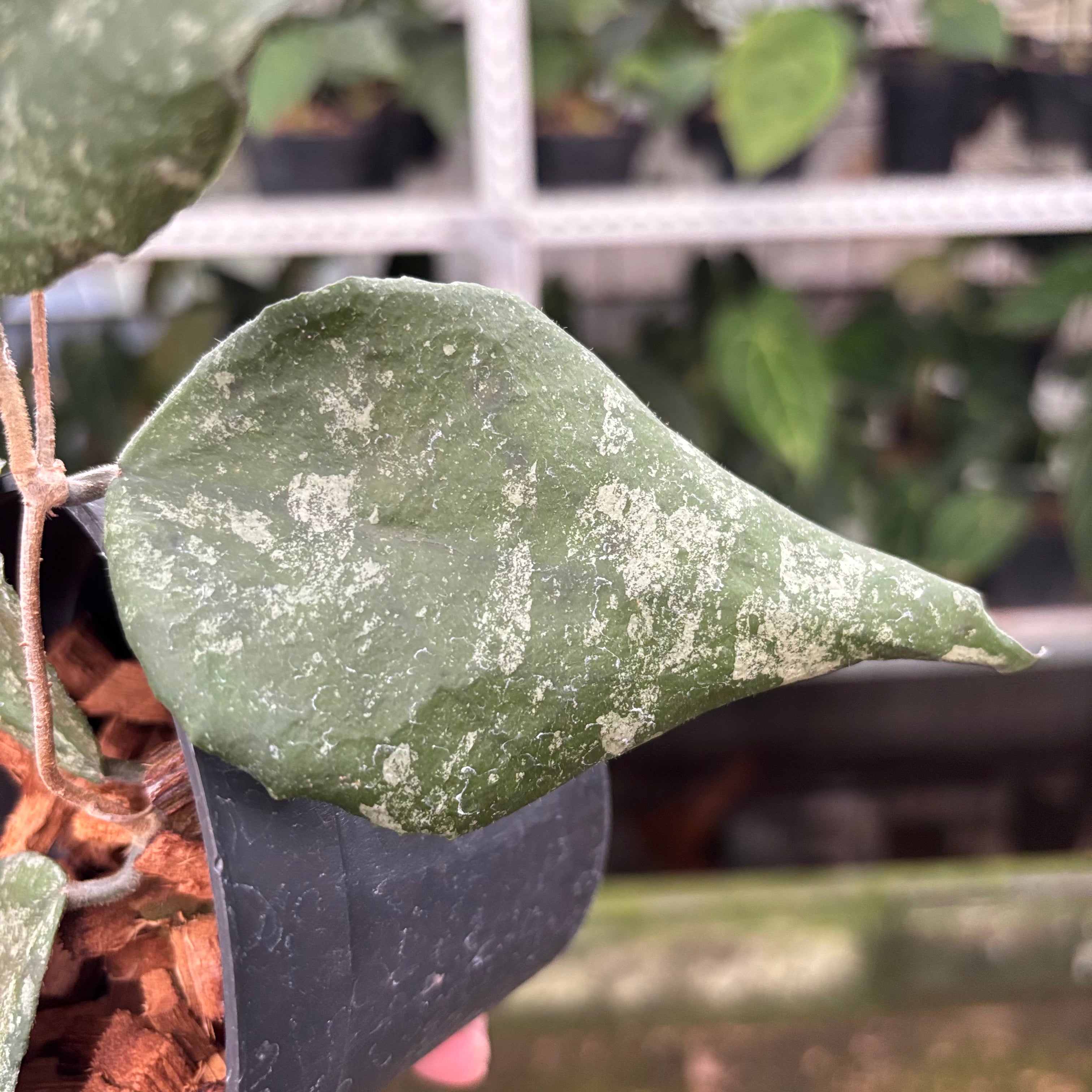 Hoya Caudata Splash (Realpict 32-10)