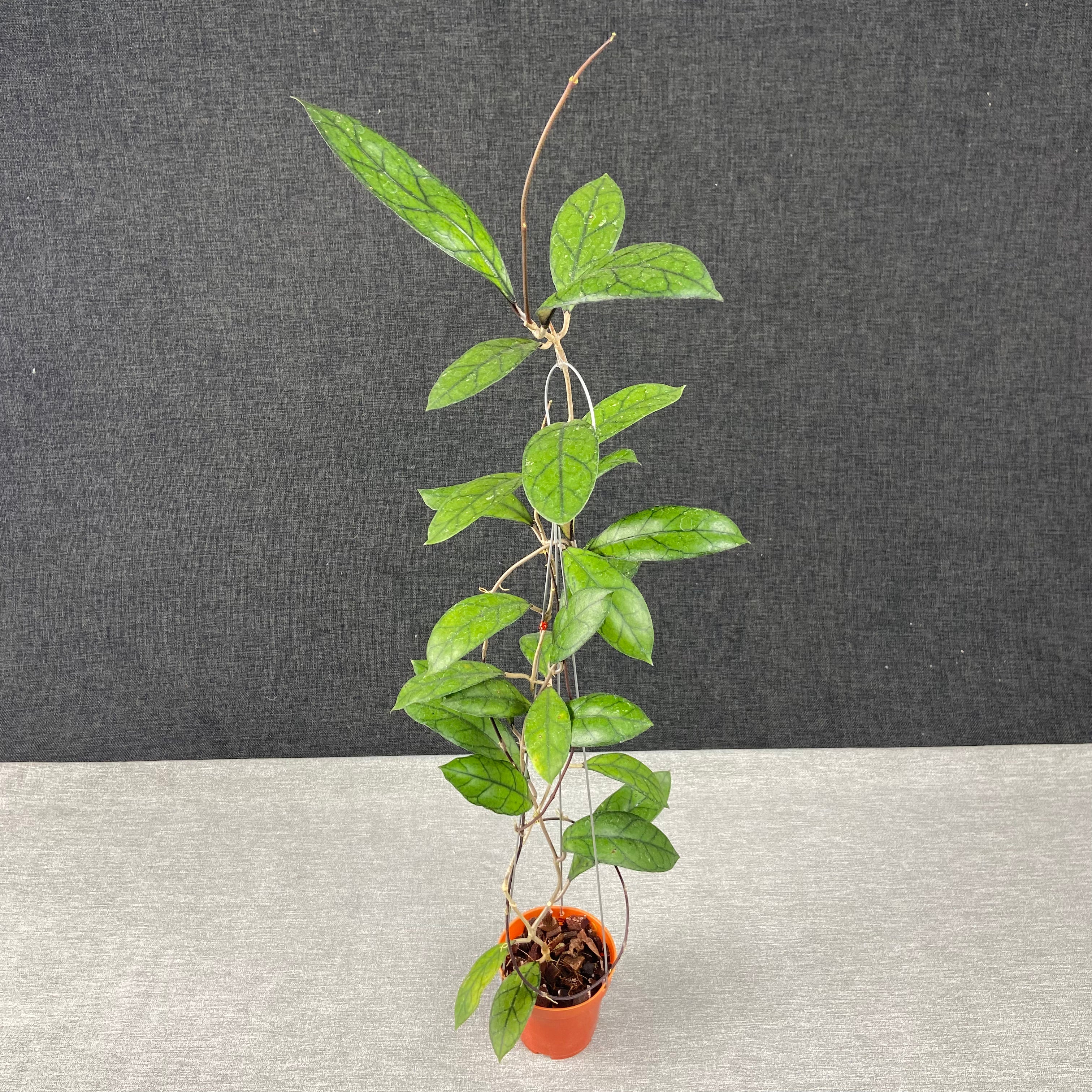 RP41-9 Hoya Finlaysonii Borneo