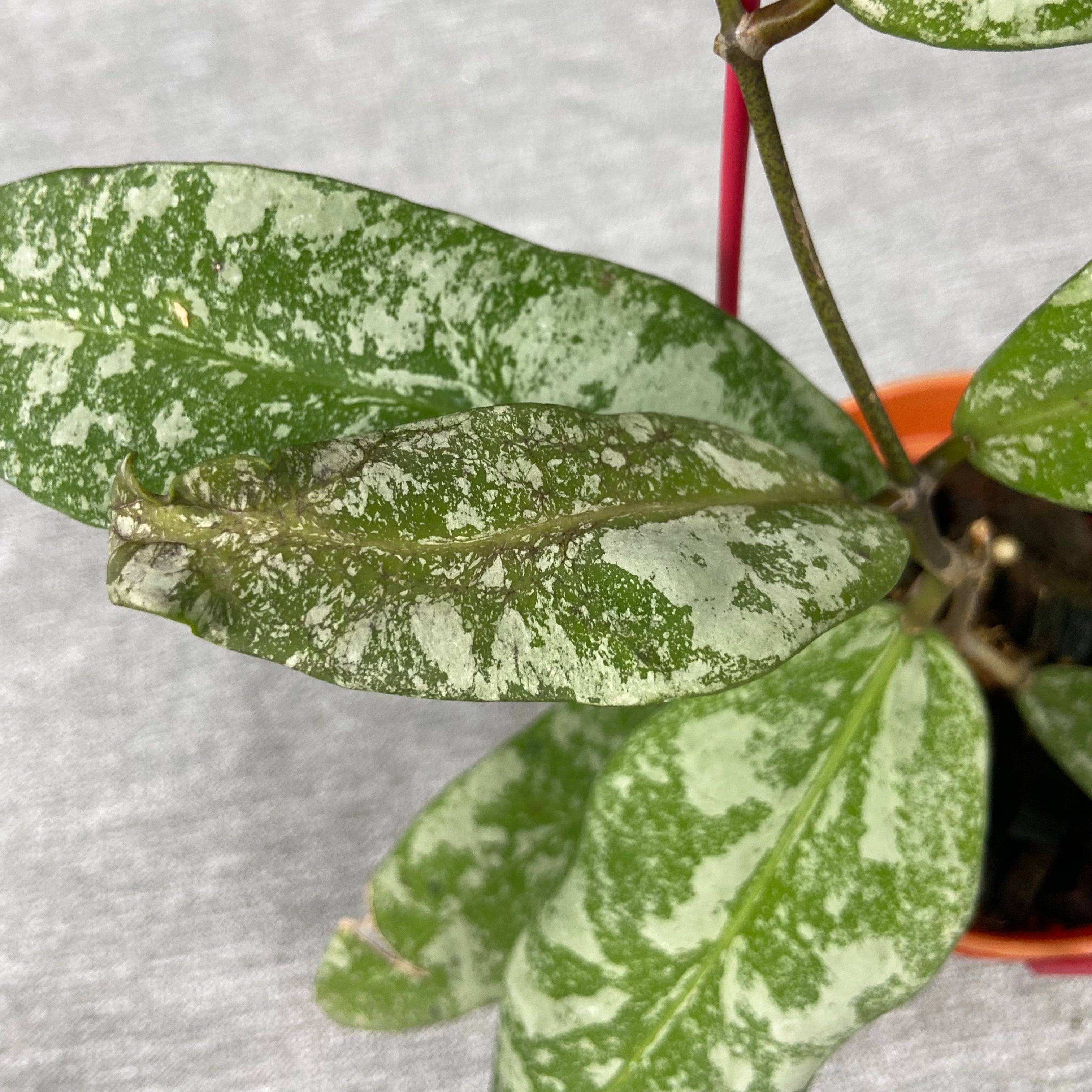 RP65-9 Hoya Kaikoeana High Splash