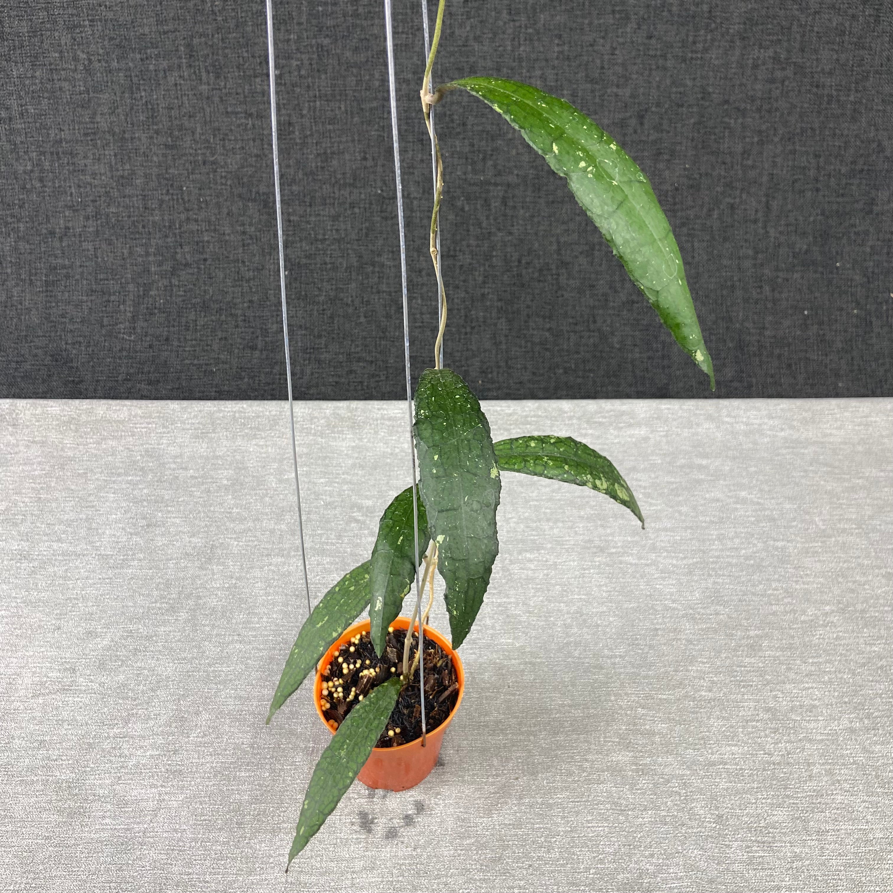 RP70-9 Hoya Clemensiorum Minigator