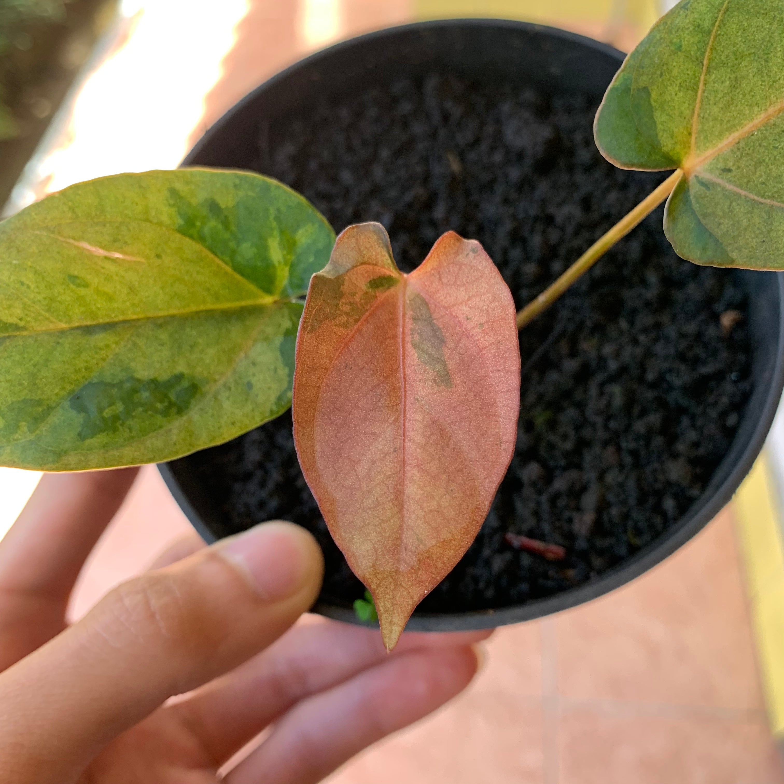 RP61-2 Anthurium Fortsherman x RVDP Pink Mint
