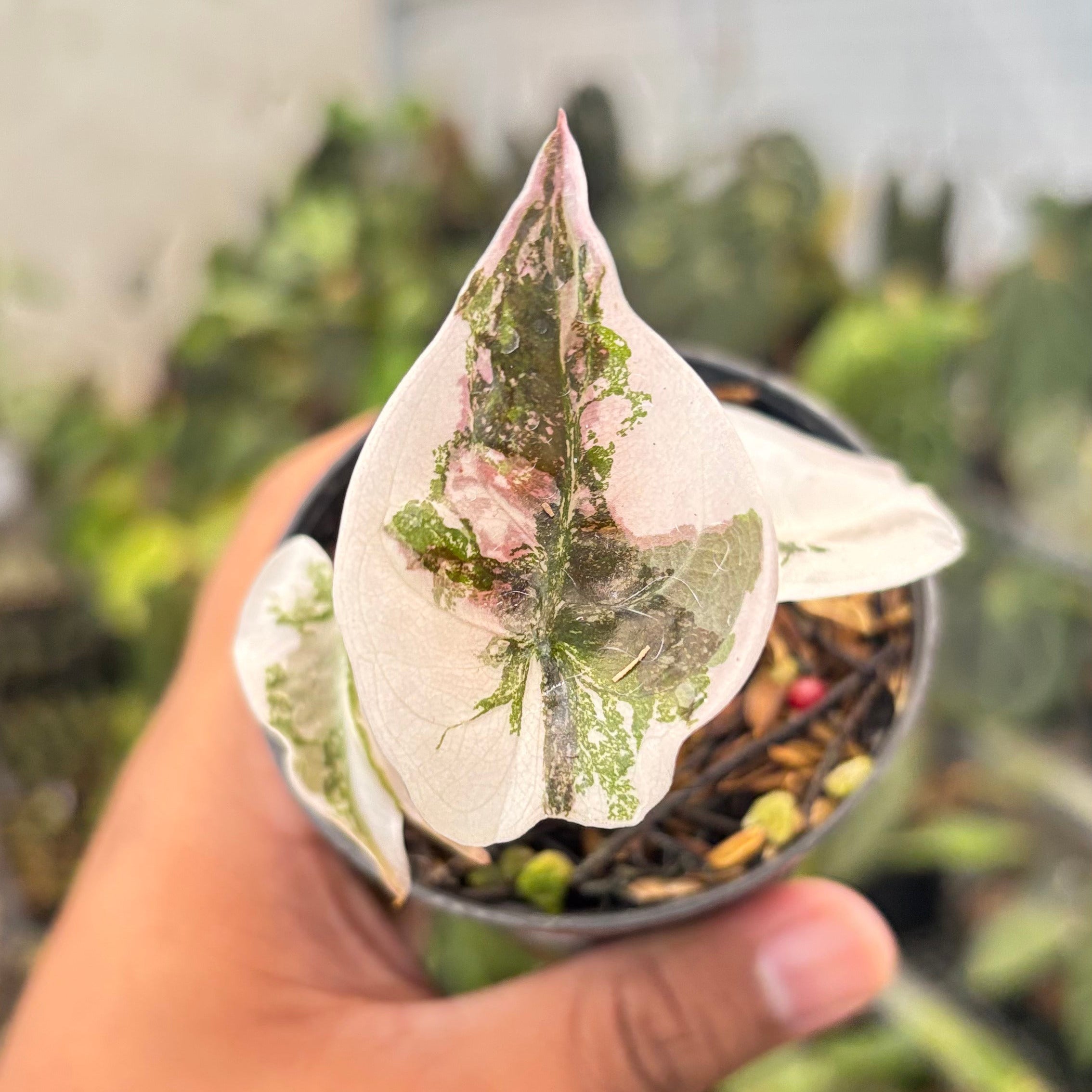 Alocasia Cuprea Pink Variegated