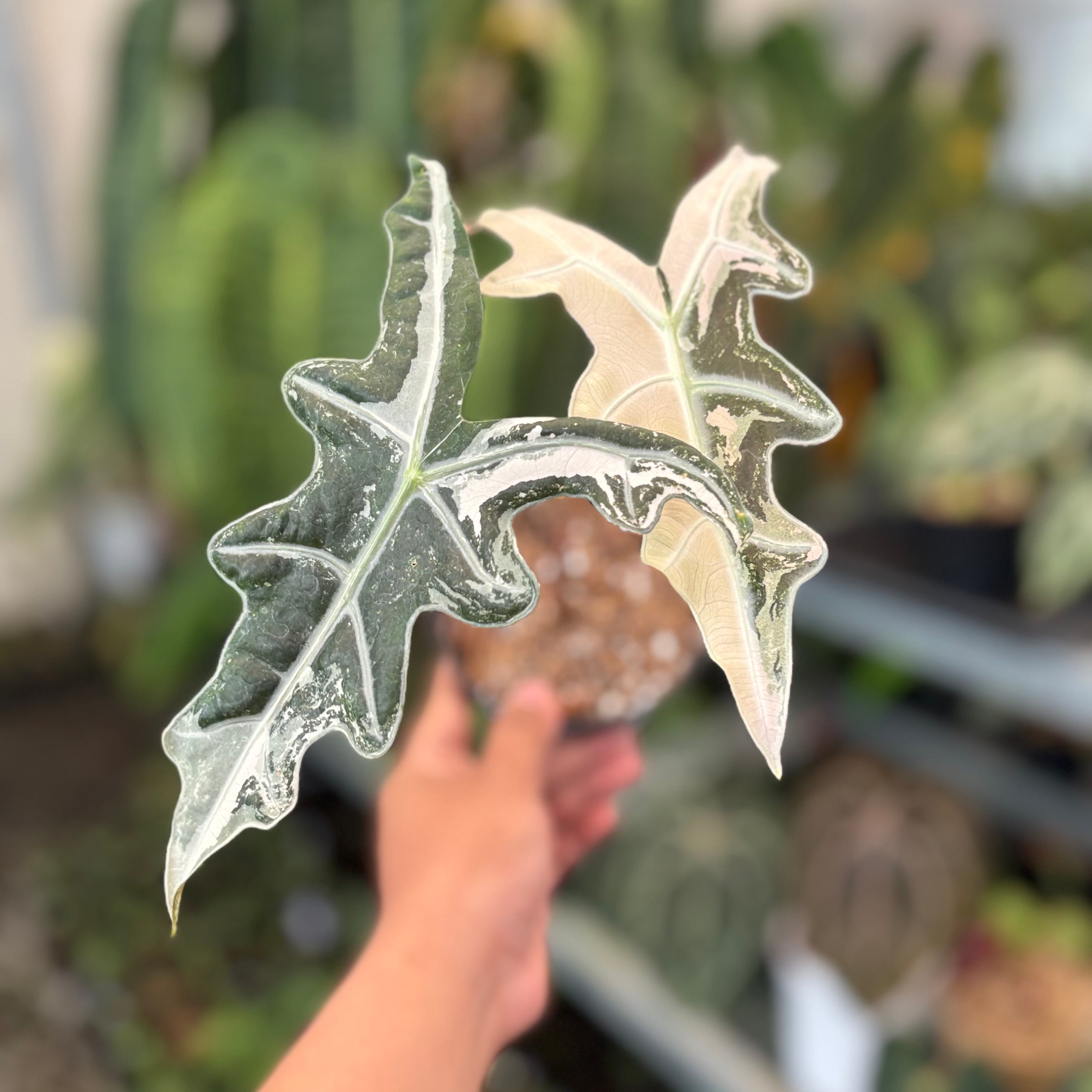 Alocasia Nobilis Variegated