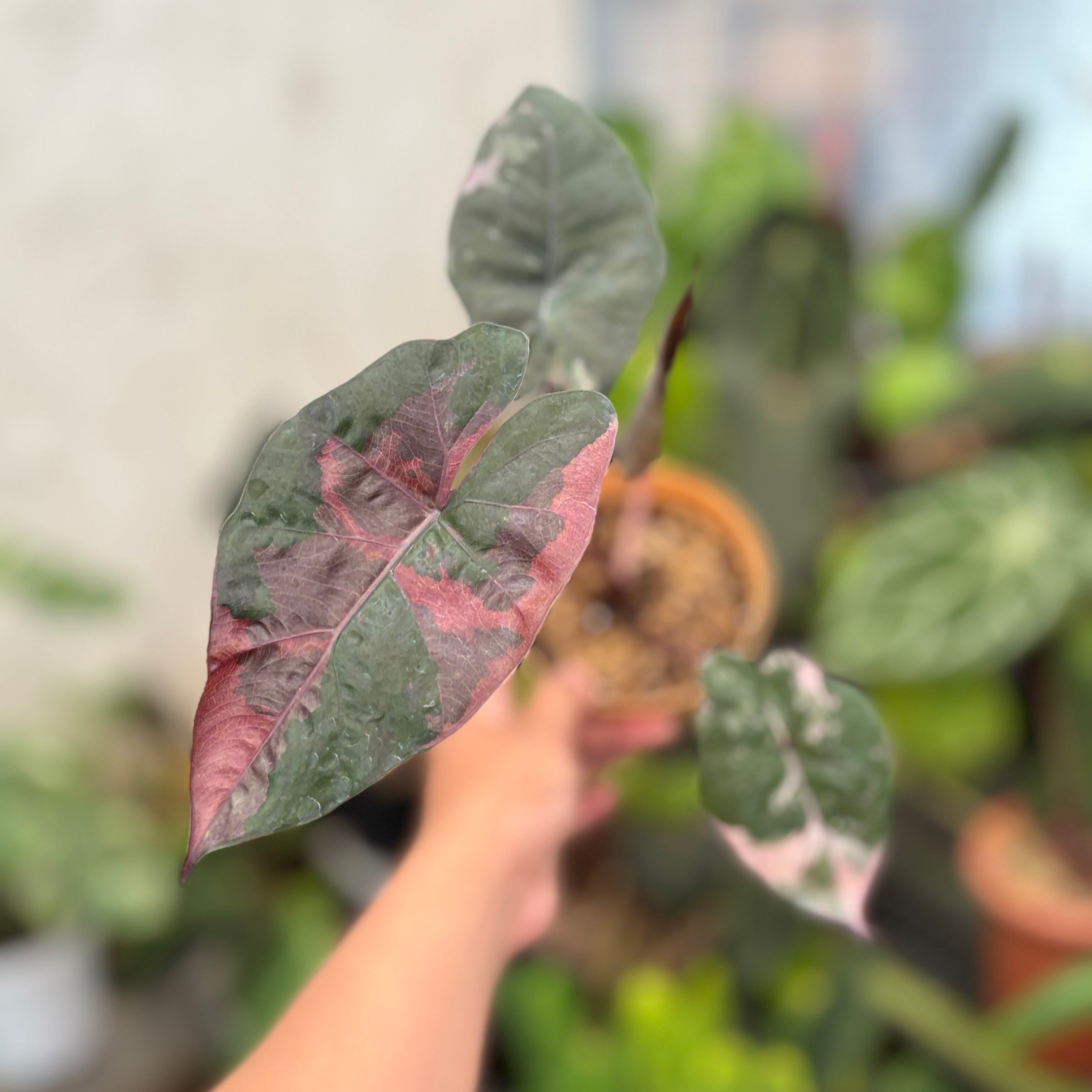 Alocasia Yucatan Princess